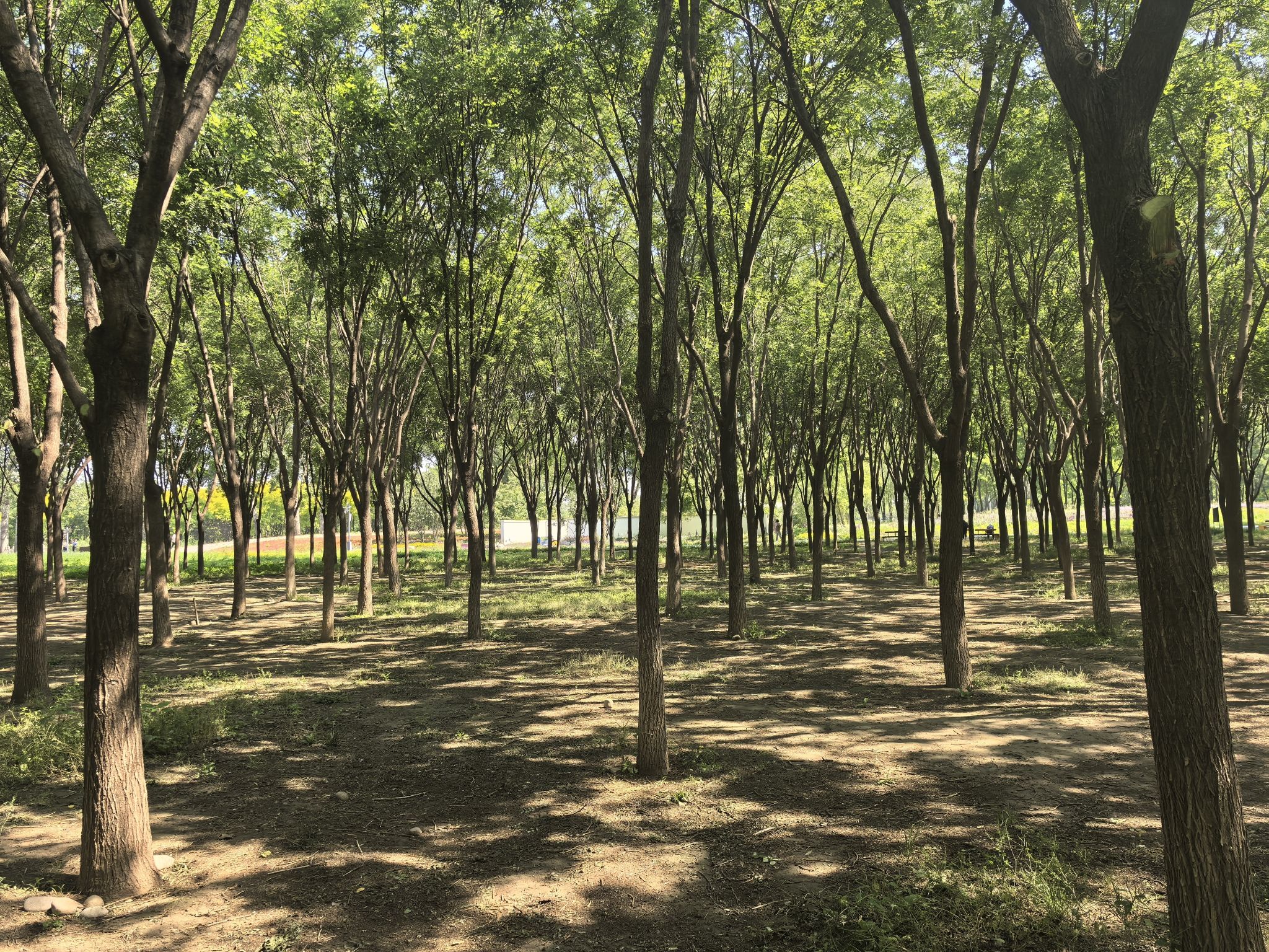 南苑森林湿地公园P1地面停车场(入口)