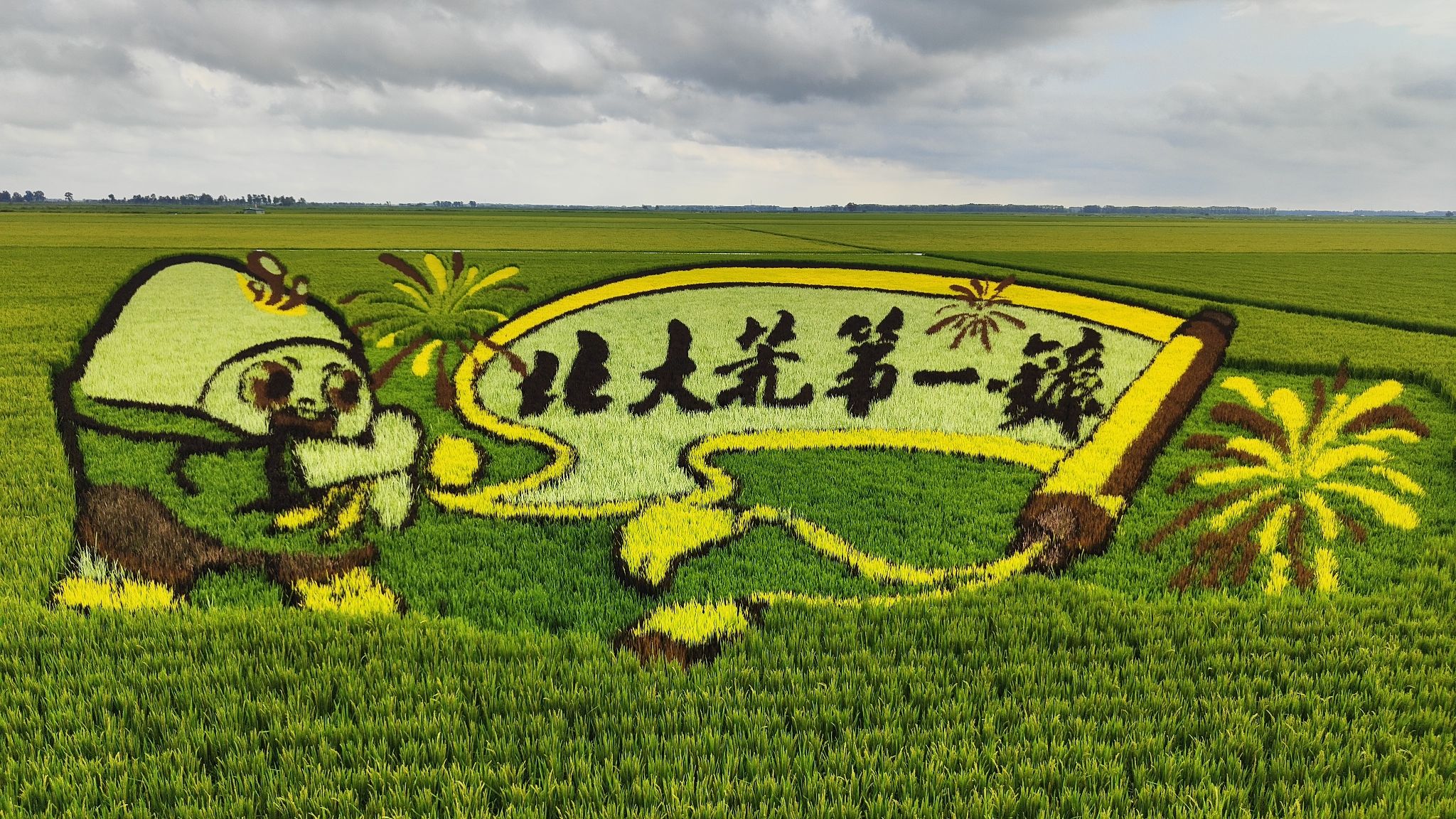 江川农场稻田画旅行图片 1