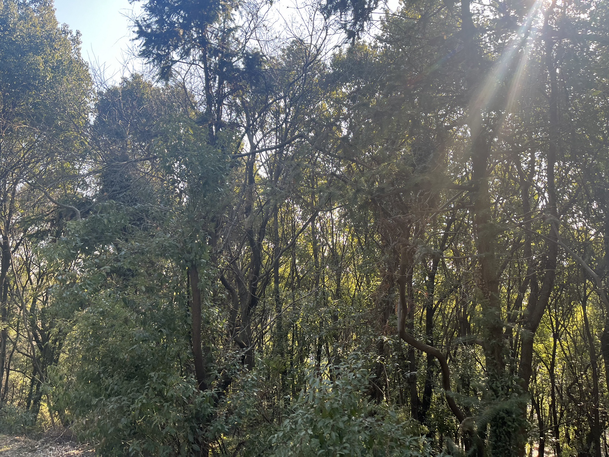 长龄步道旅行图片 3