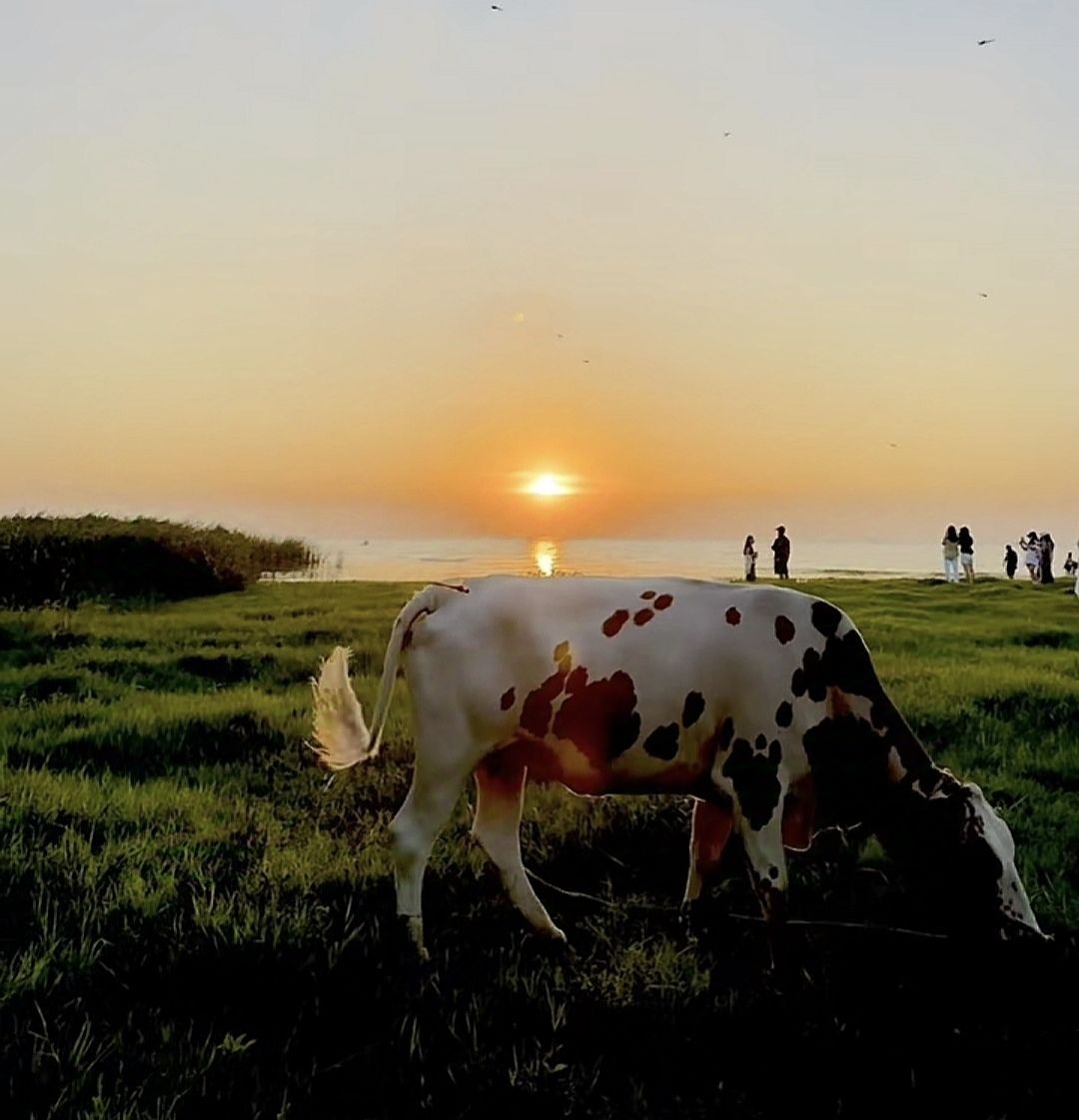 骆马湖省级重要湿地旅行图片 3