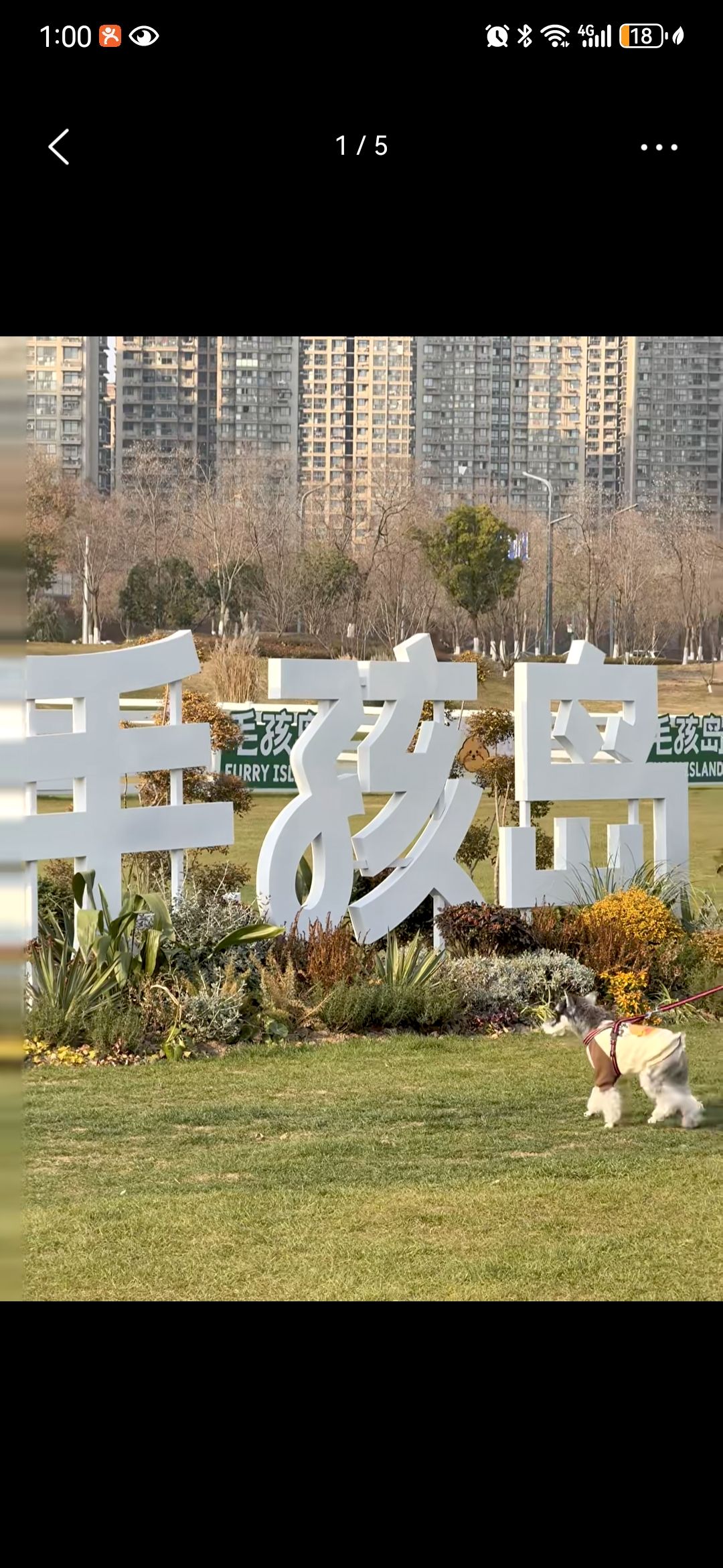 毛孩岛宠物公园旅行图片 1