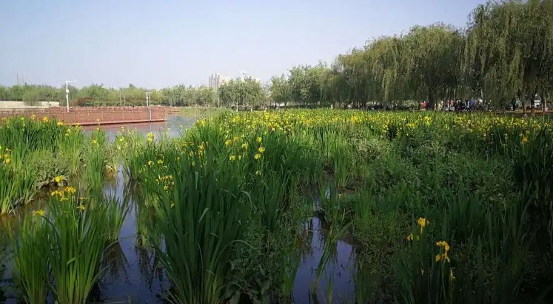 石家庄市火车站西广场绿地旅行图片 1