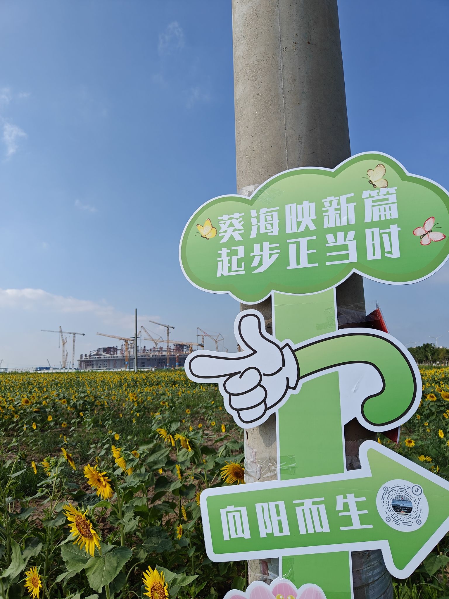 济南向日葵花海旅行图片 1