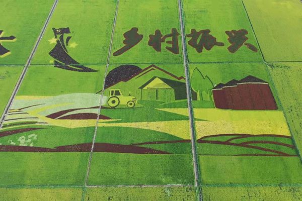 新华稻田画