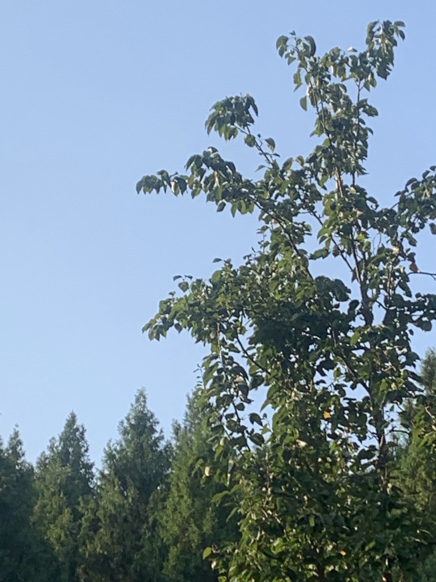 迪迦广场旅行图片 1