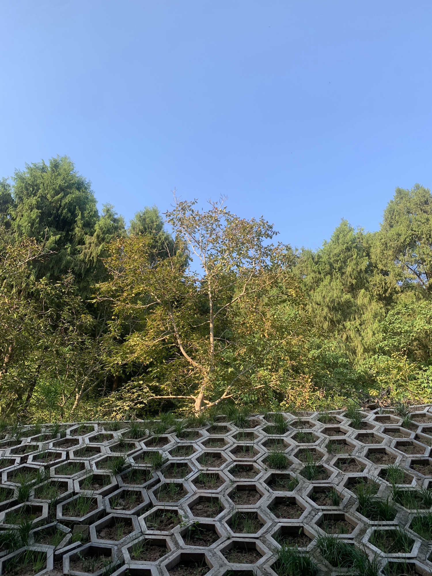 迪迦广场旅行图片 3