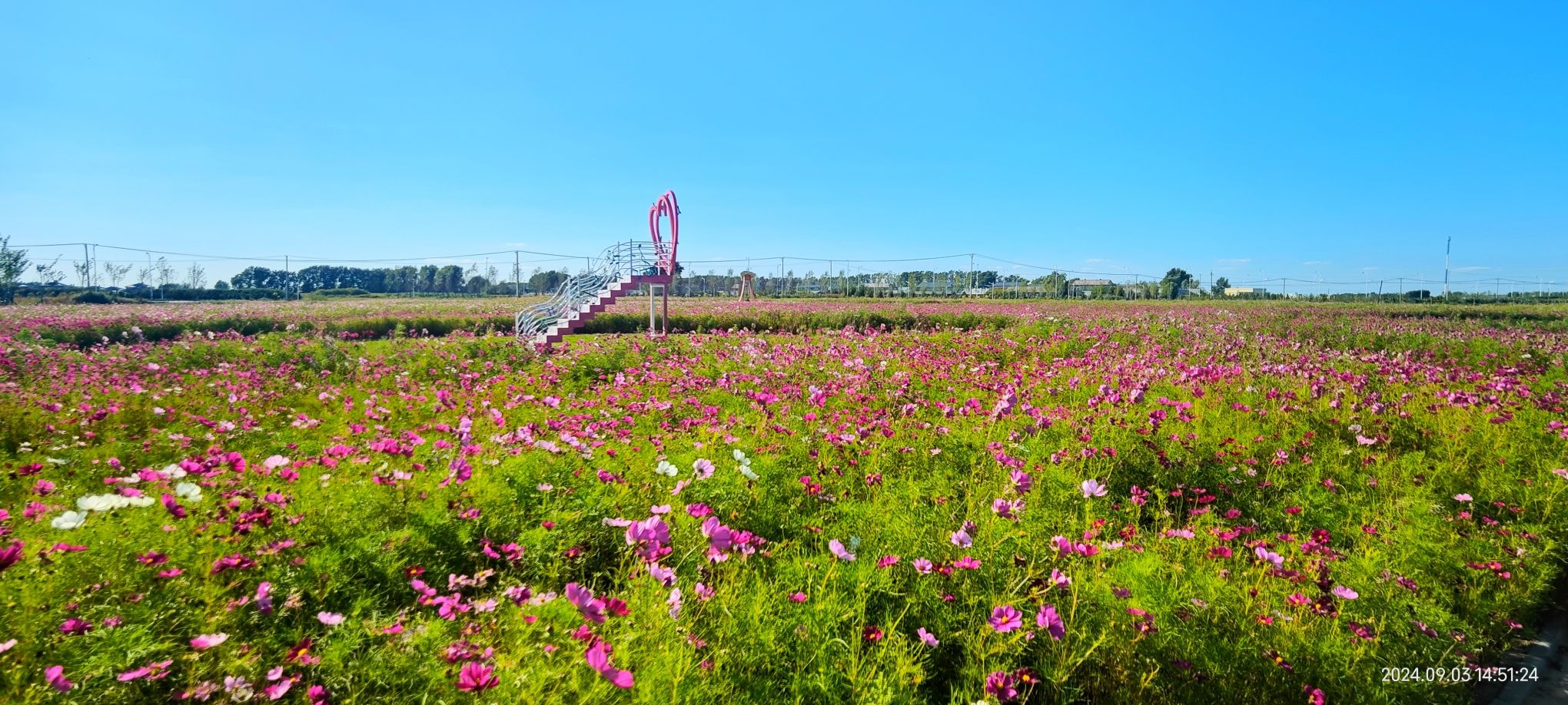 肇东花海观光园旅行图片 1
