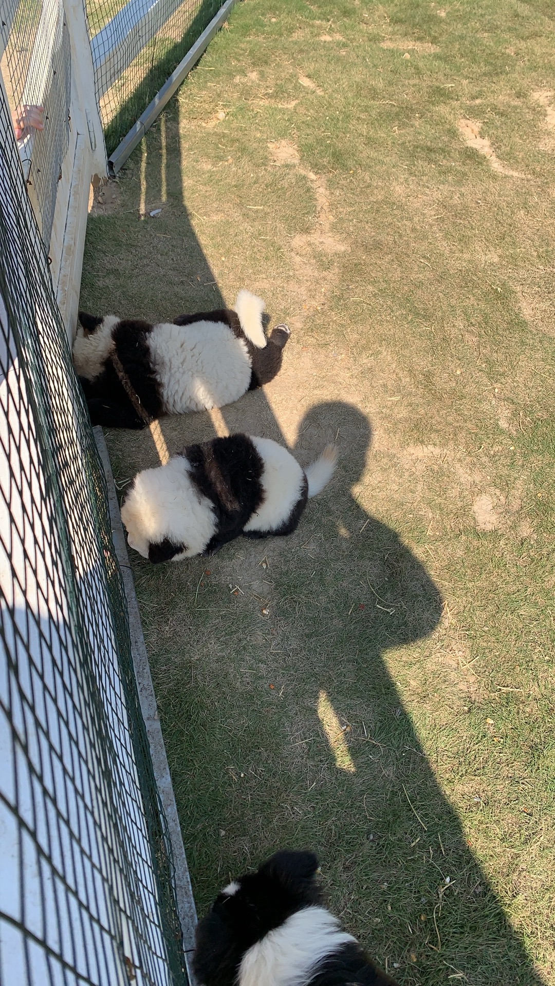 云朵梦庄园旅行图片 3