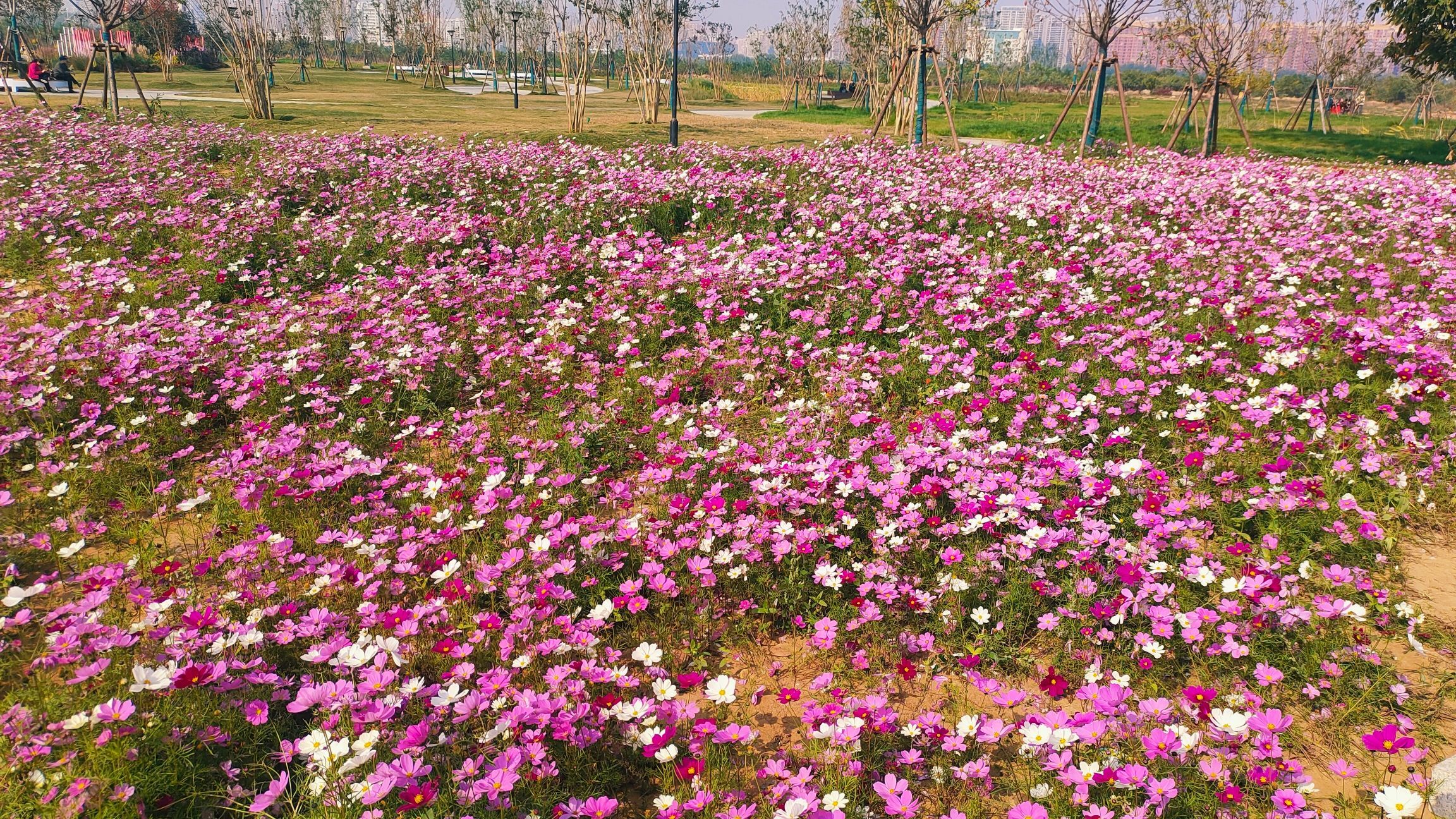 花境公园旅行图片 1