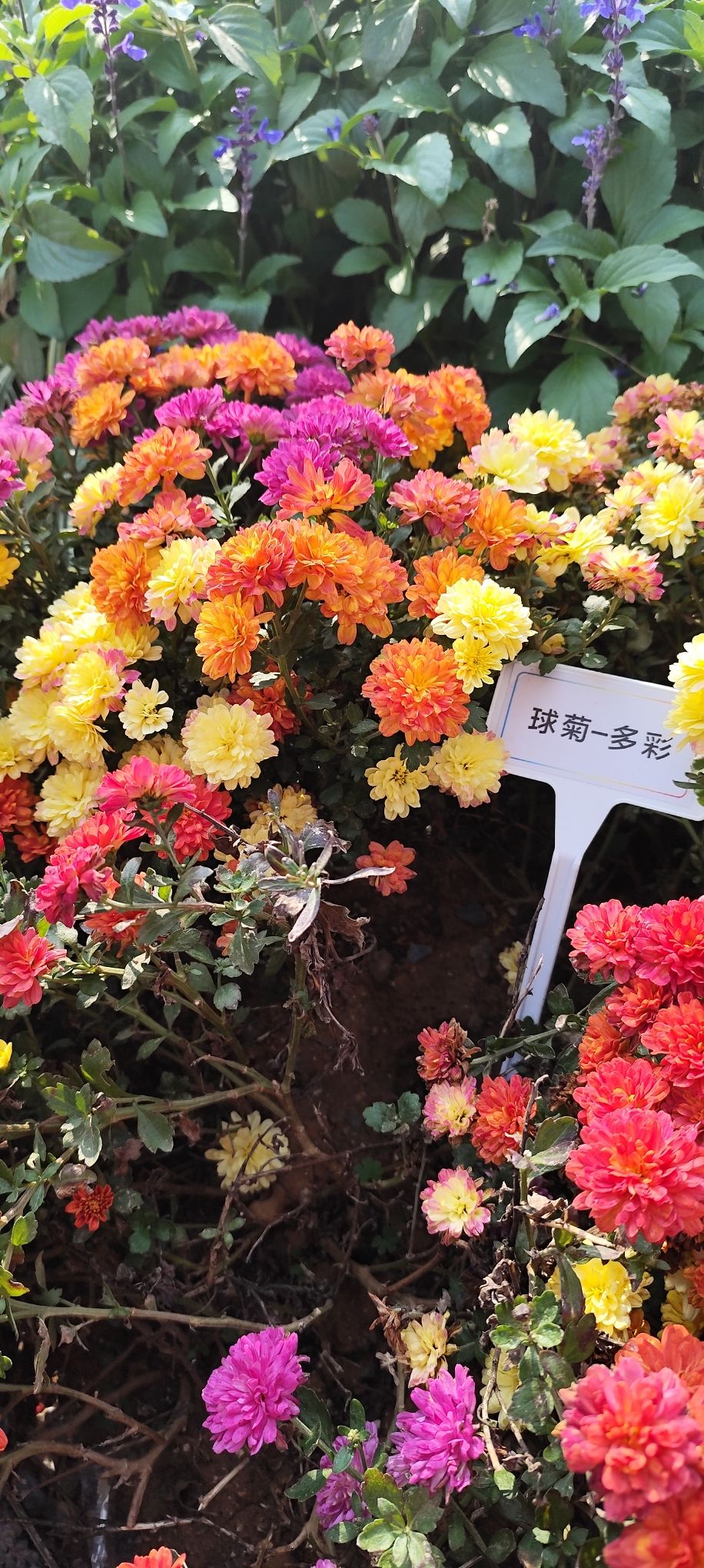 花境公园旅行图片 3