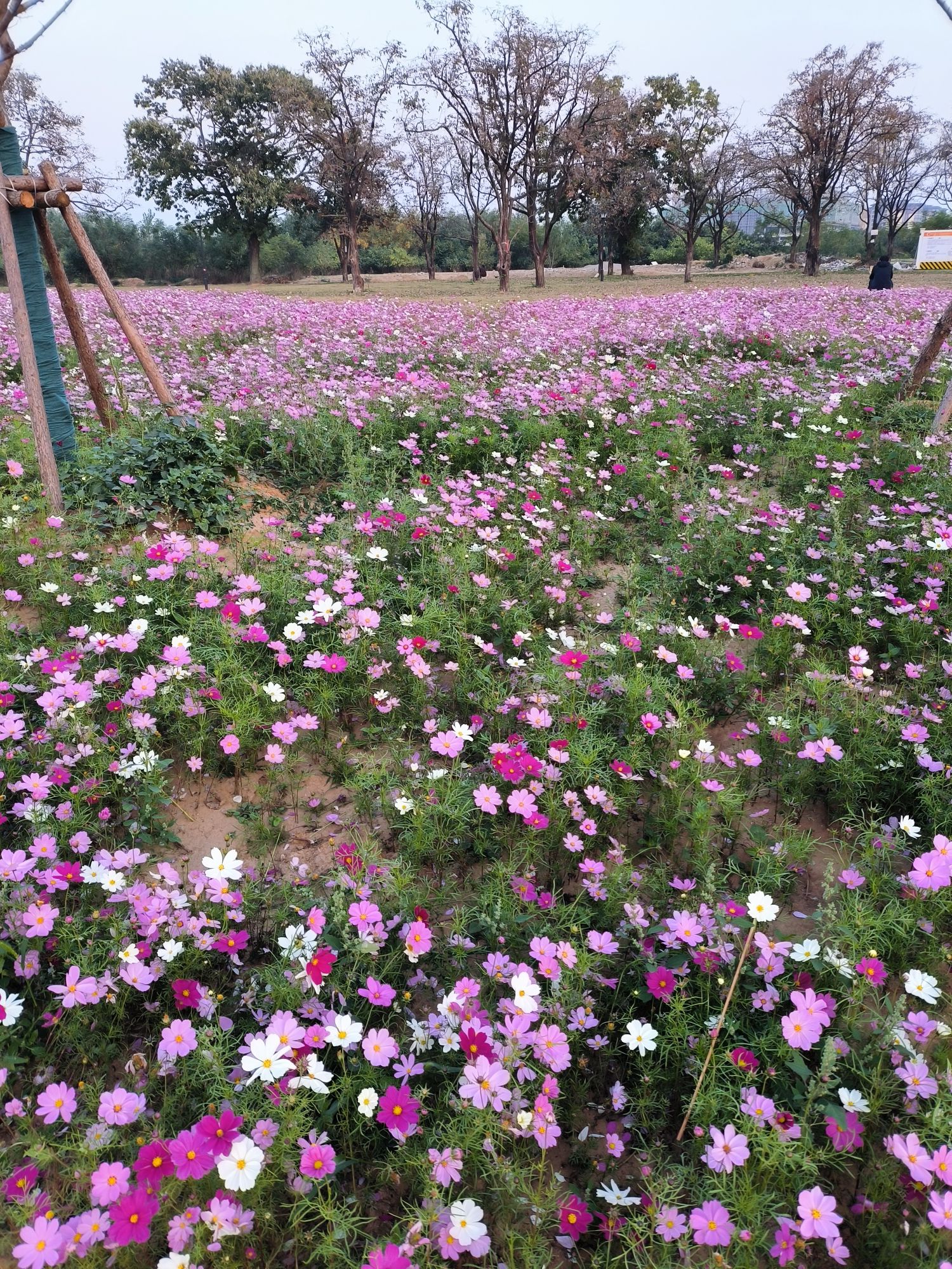花境公园旅行图片 3