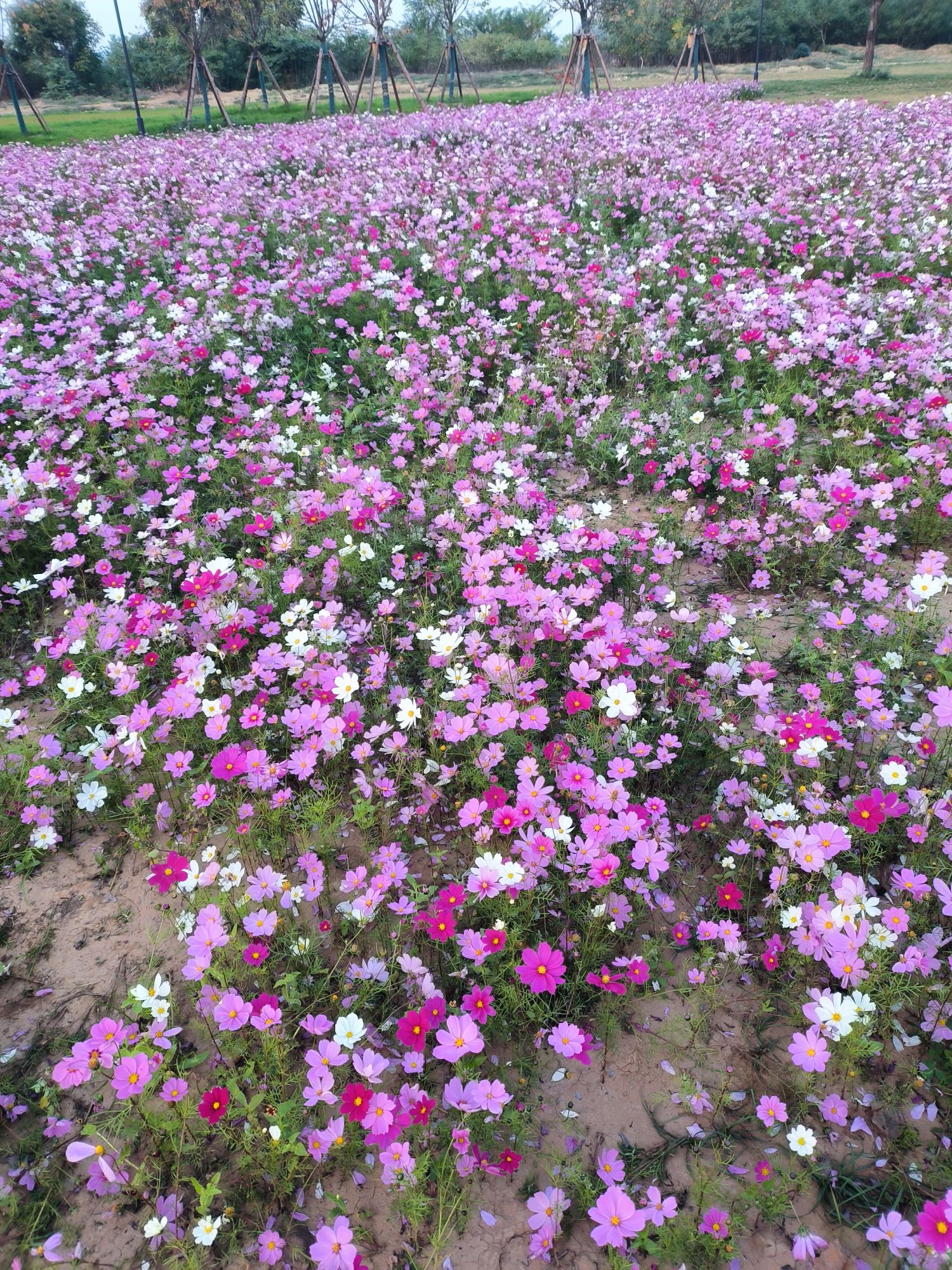 花境公园旅行图片 1