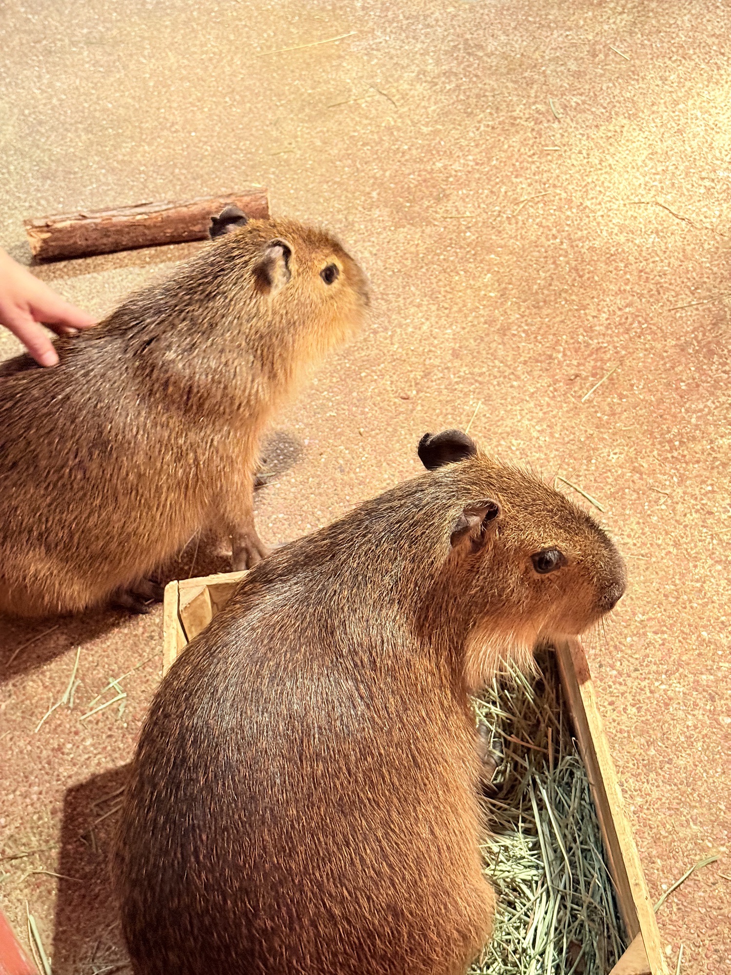 场地封面-木星动物岛
