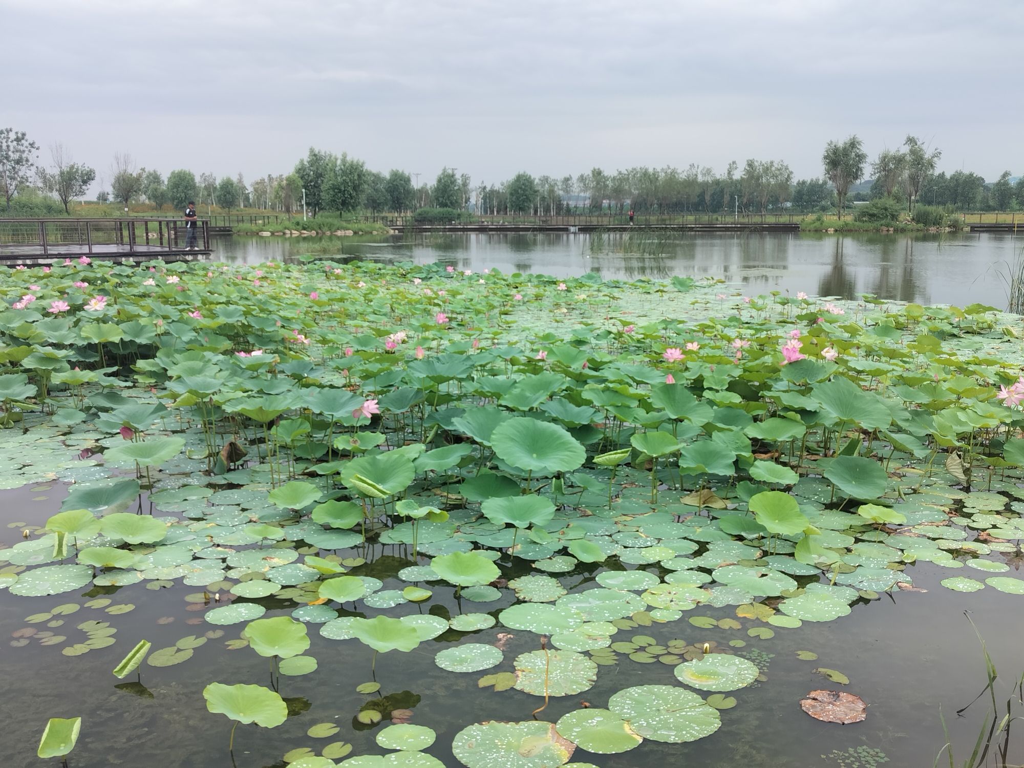 北沙河湿地公园