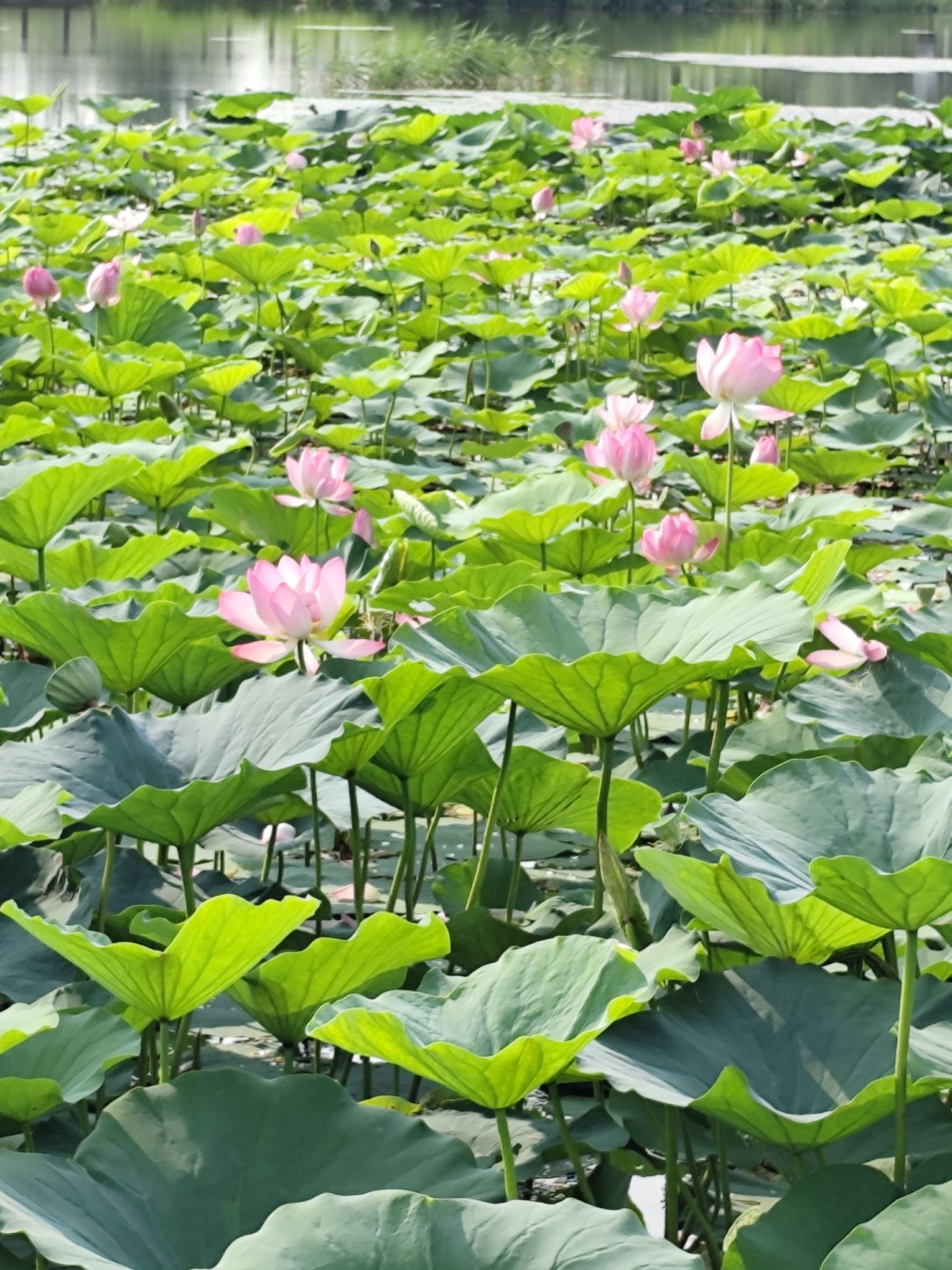 北沙河湿地公园