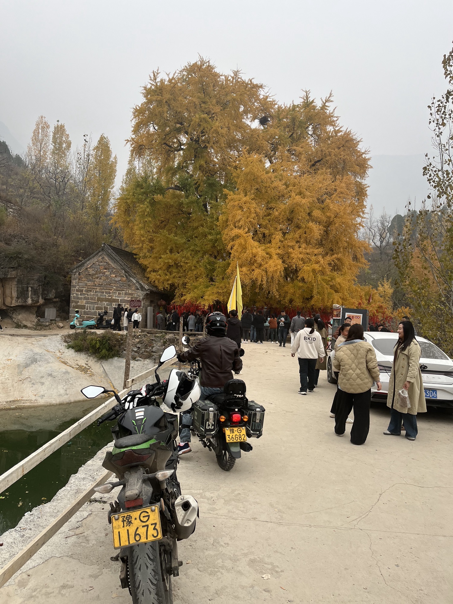 千年银杏树旅行图片 2