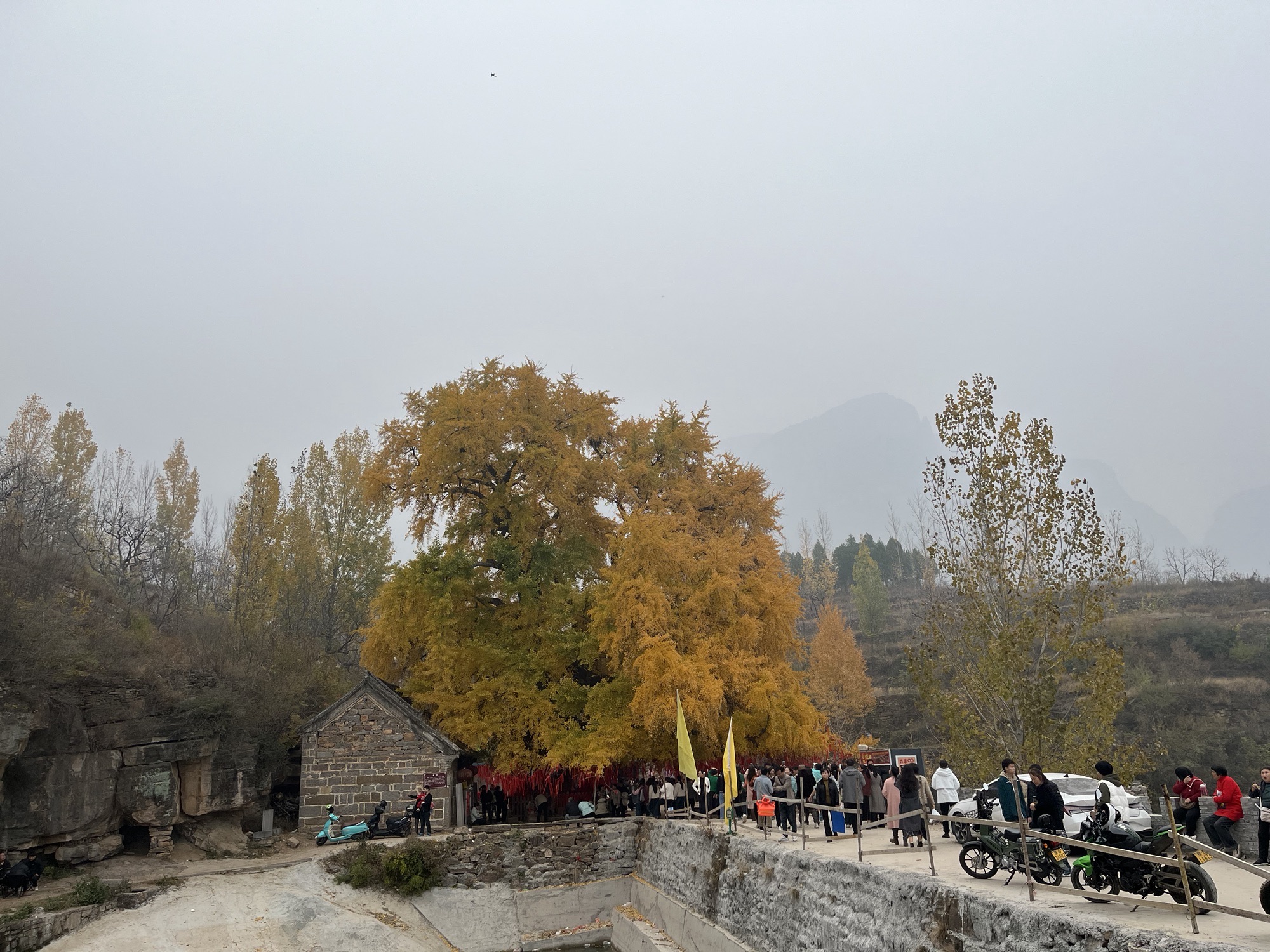 千年银杏树旅行图片 1