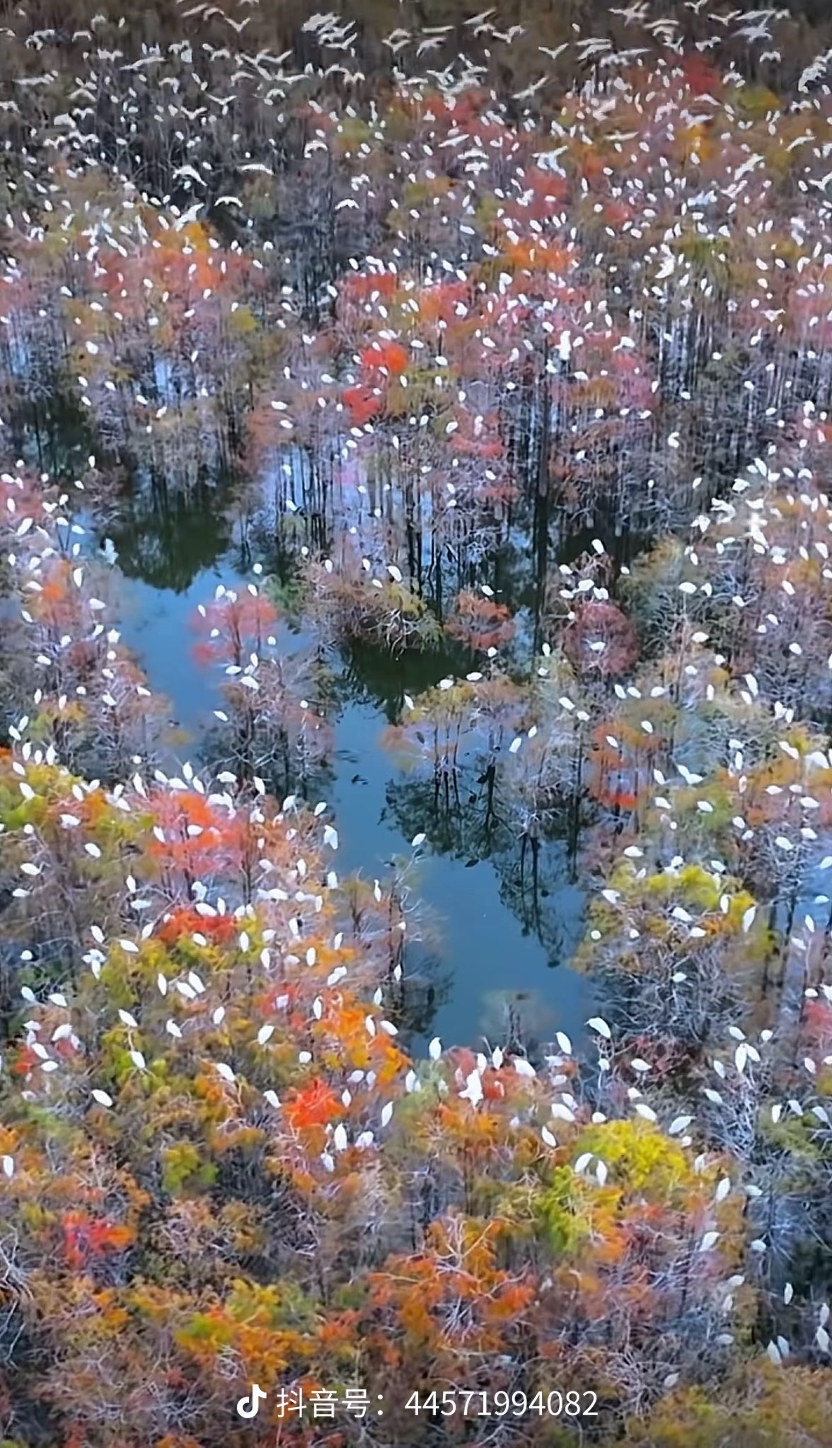 云鹭湿地公园旅行图片 1