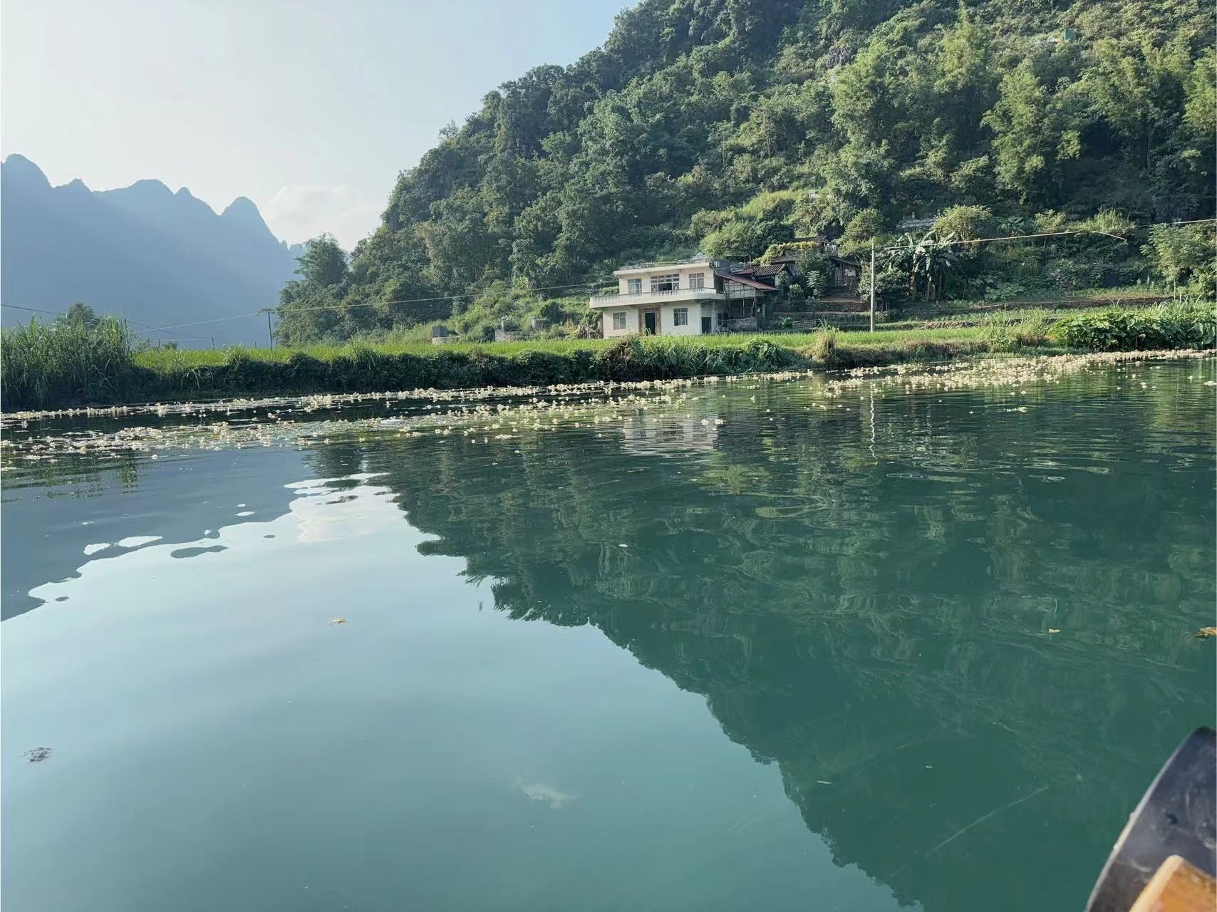 板内码头海菜花观赏点旅行图片 2