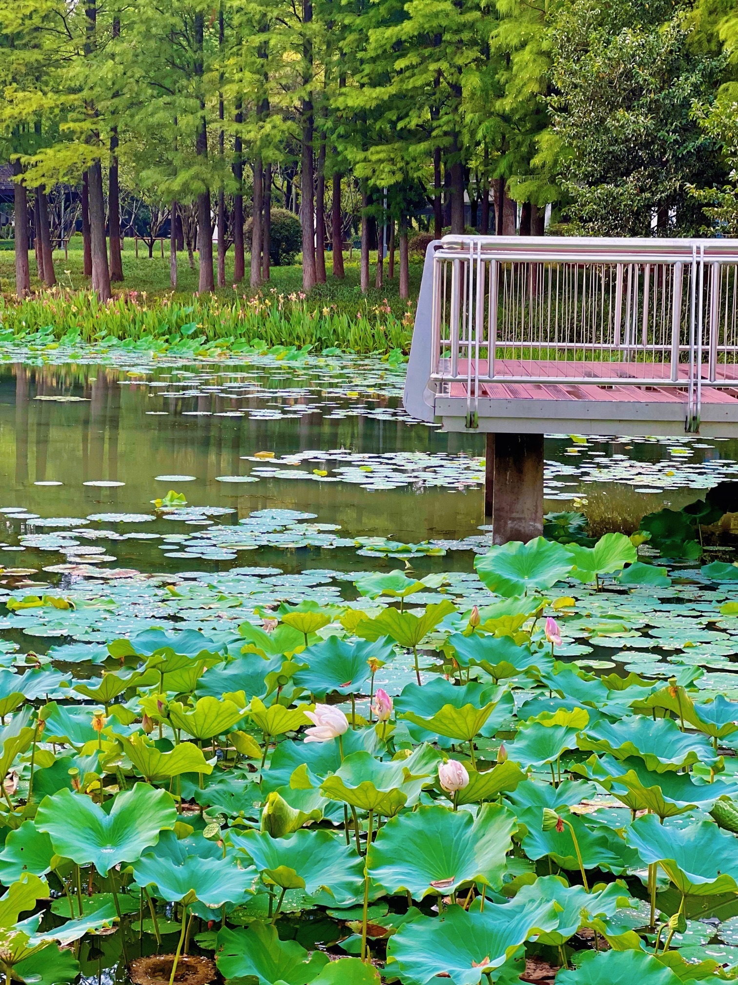 苏安河滨水公园旅行图片 2