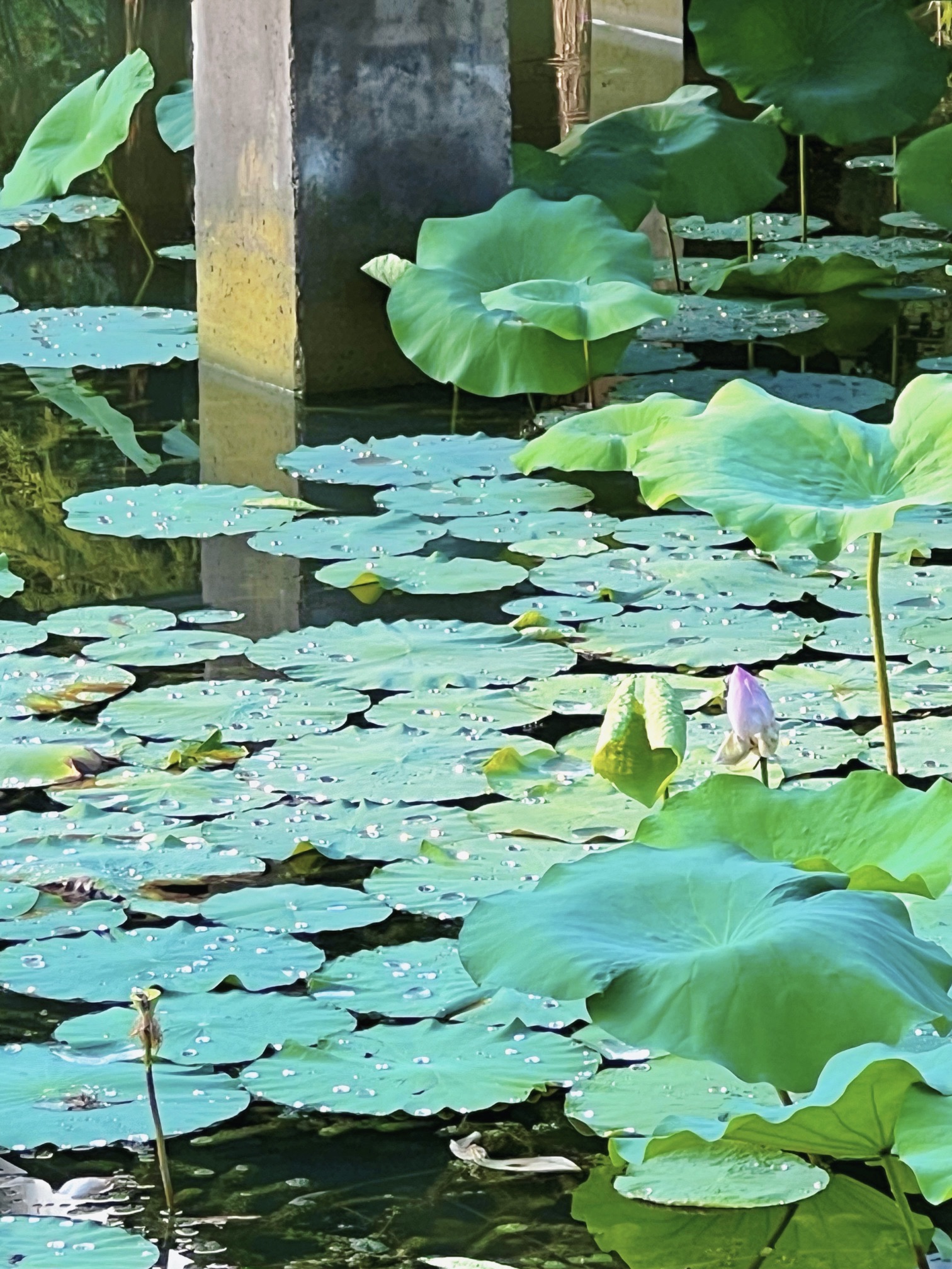 苏安河滨水公园旅行图片 3