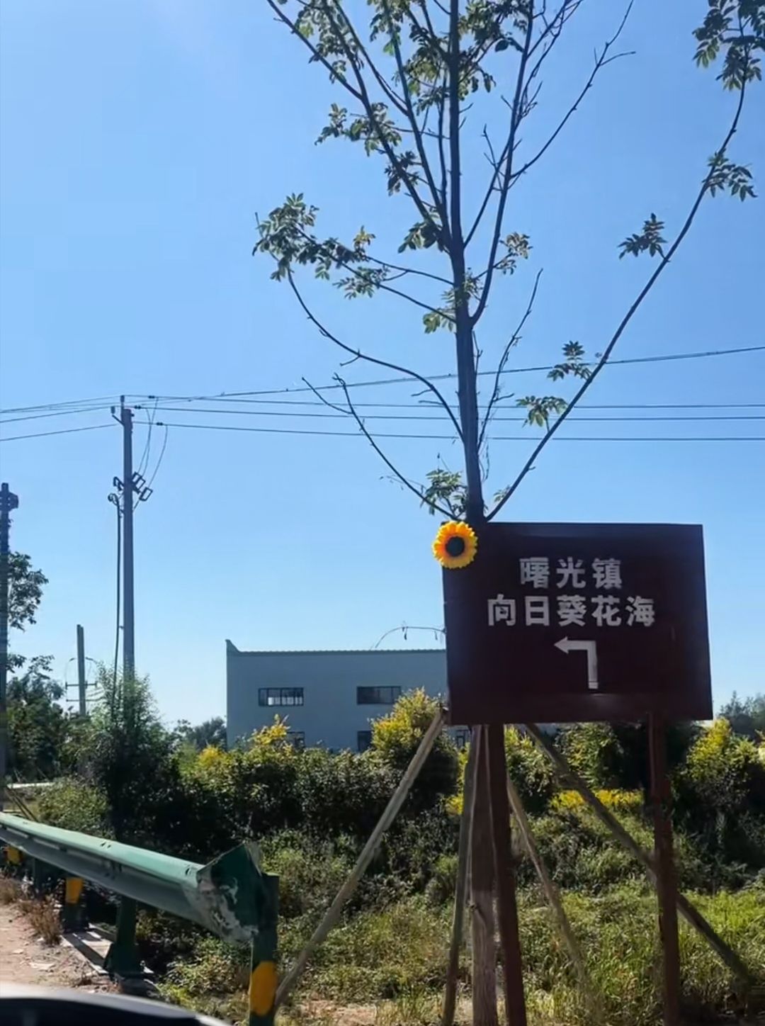 向日葵花海旅行图片 2