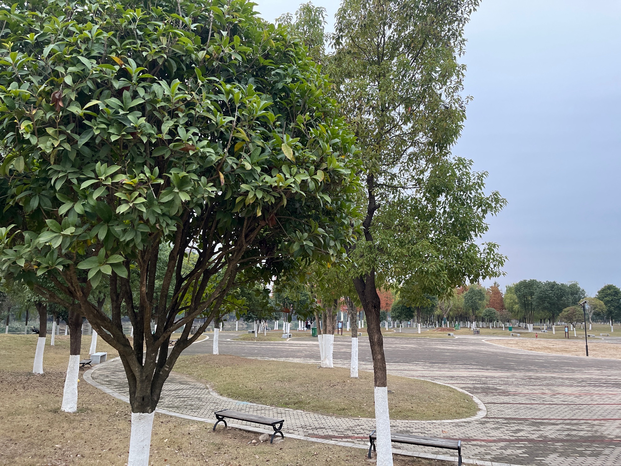 江边大沙场旅行图片 2
