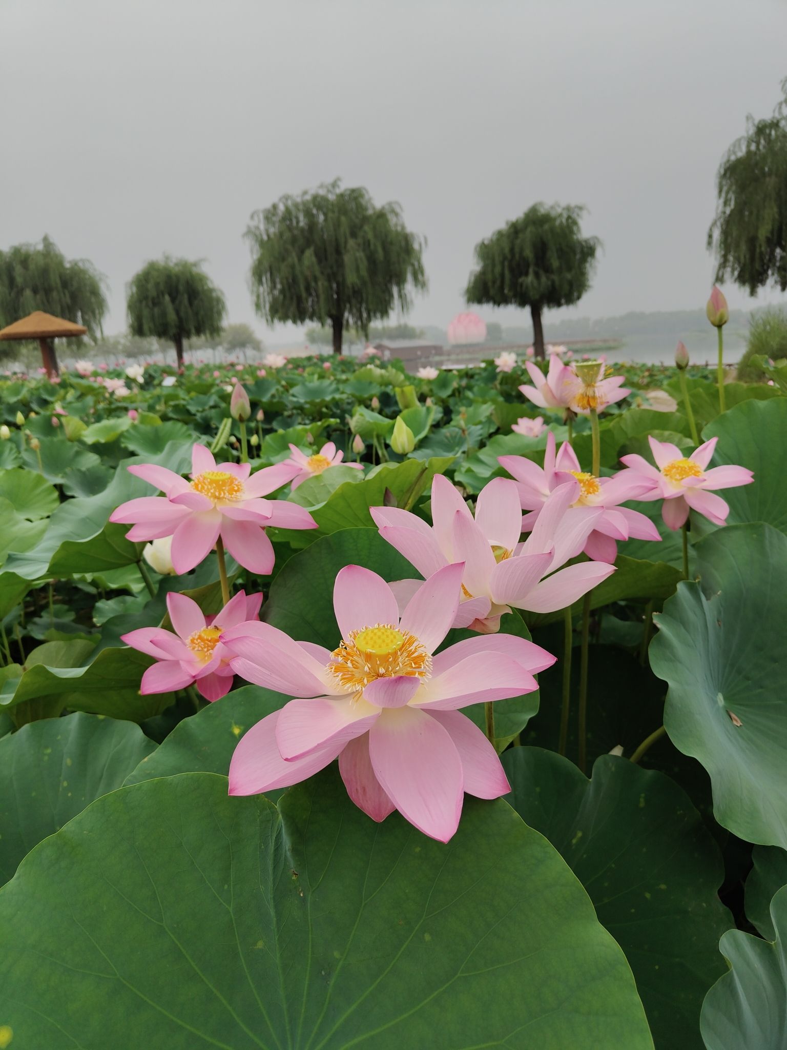 十里荷香旅行图片 2