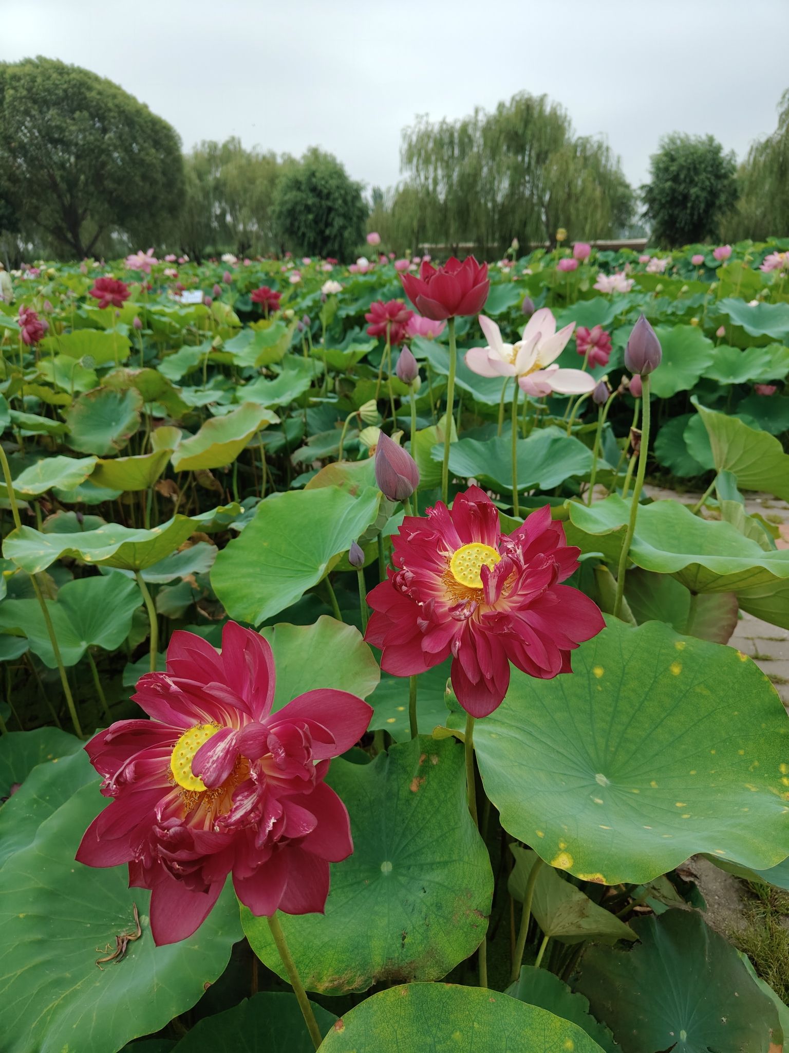 十里荷香旅行图片 3