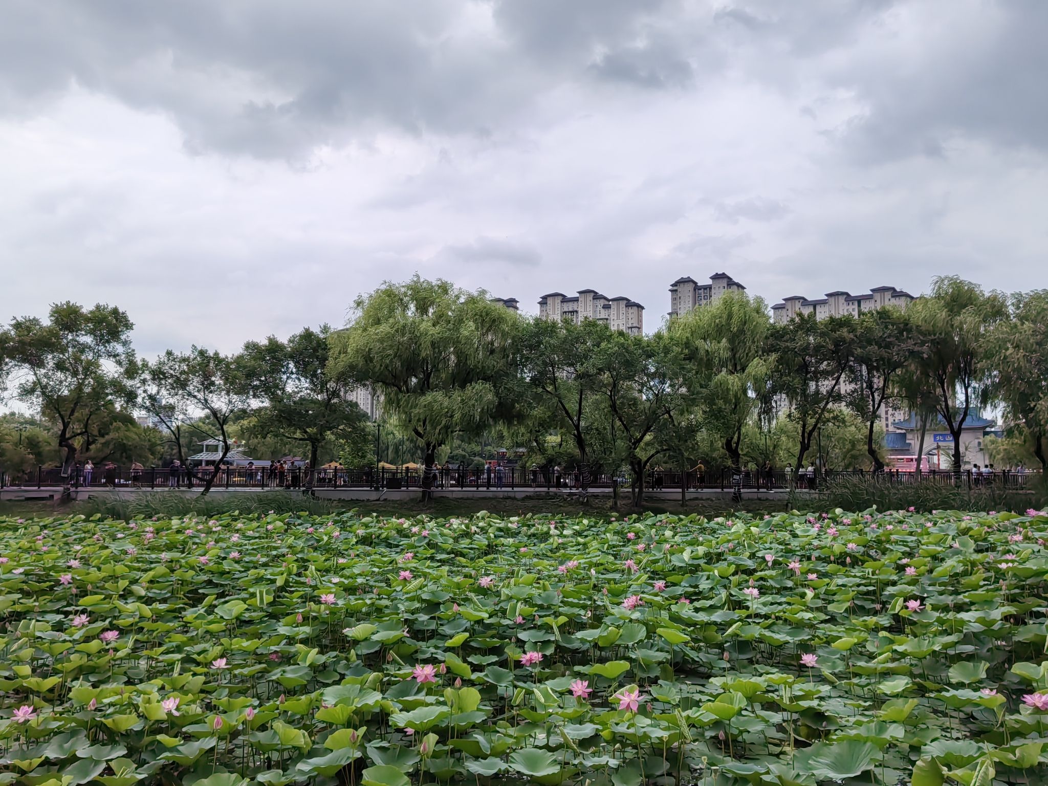 荷花湖