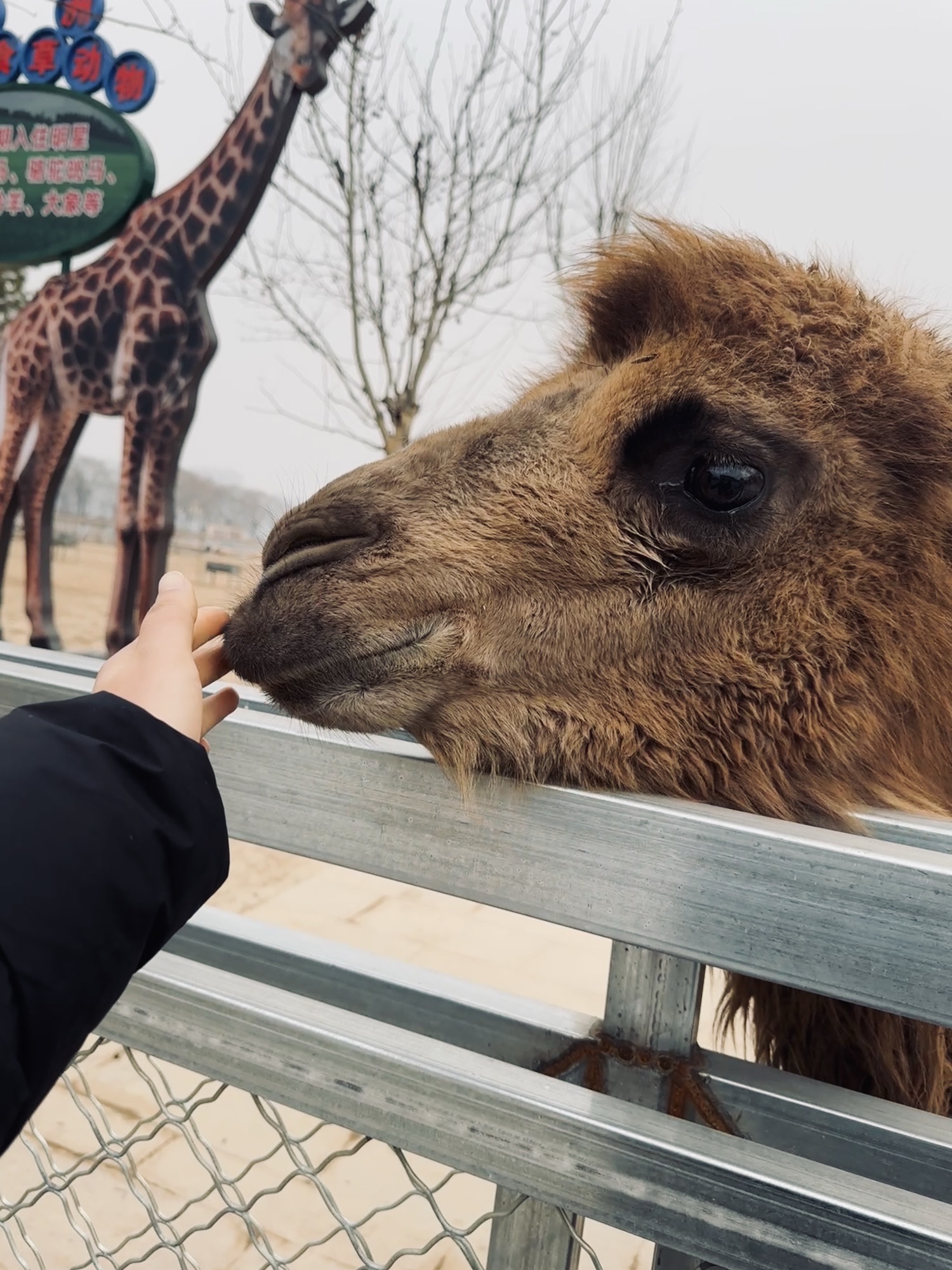 菏泽萌宠乐园旅行图片 2