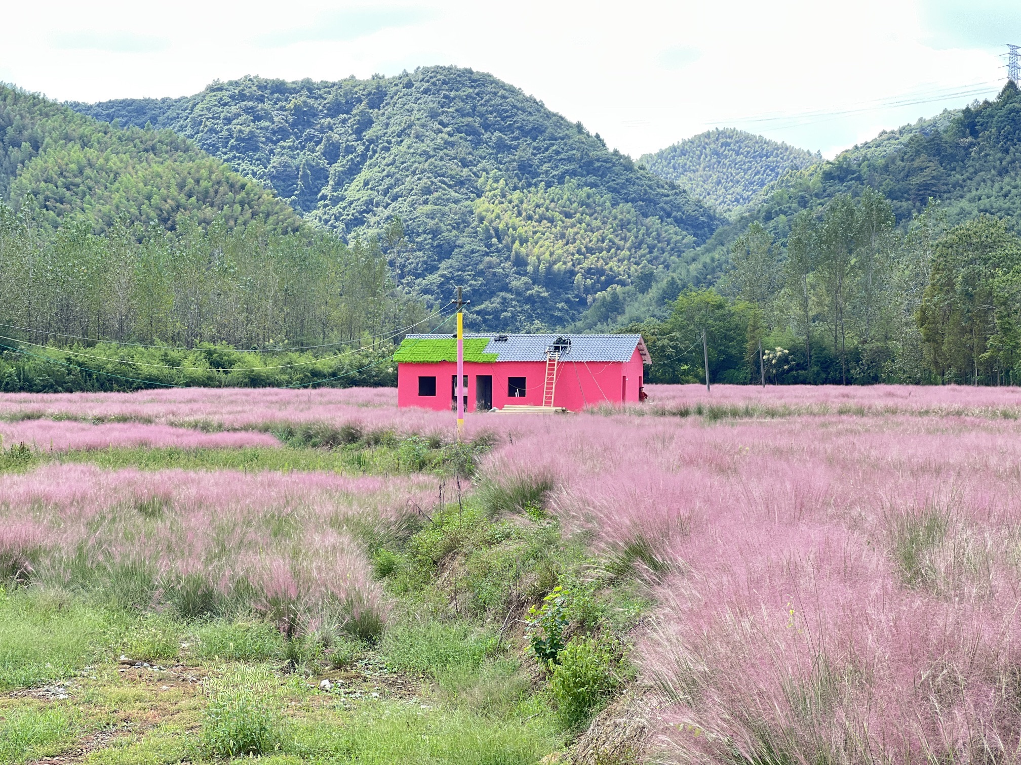 皖南川藏线粉黛花海景区旅行图片 1