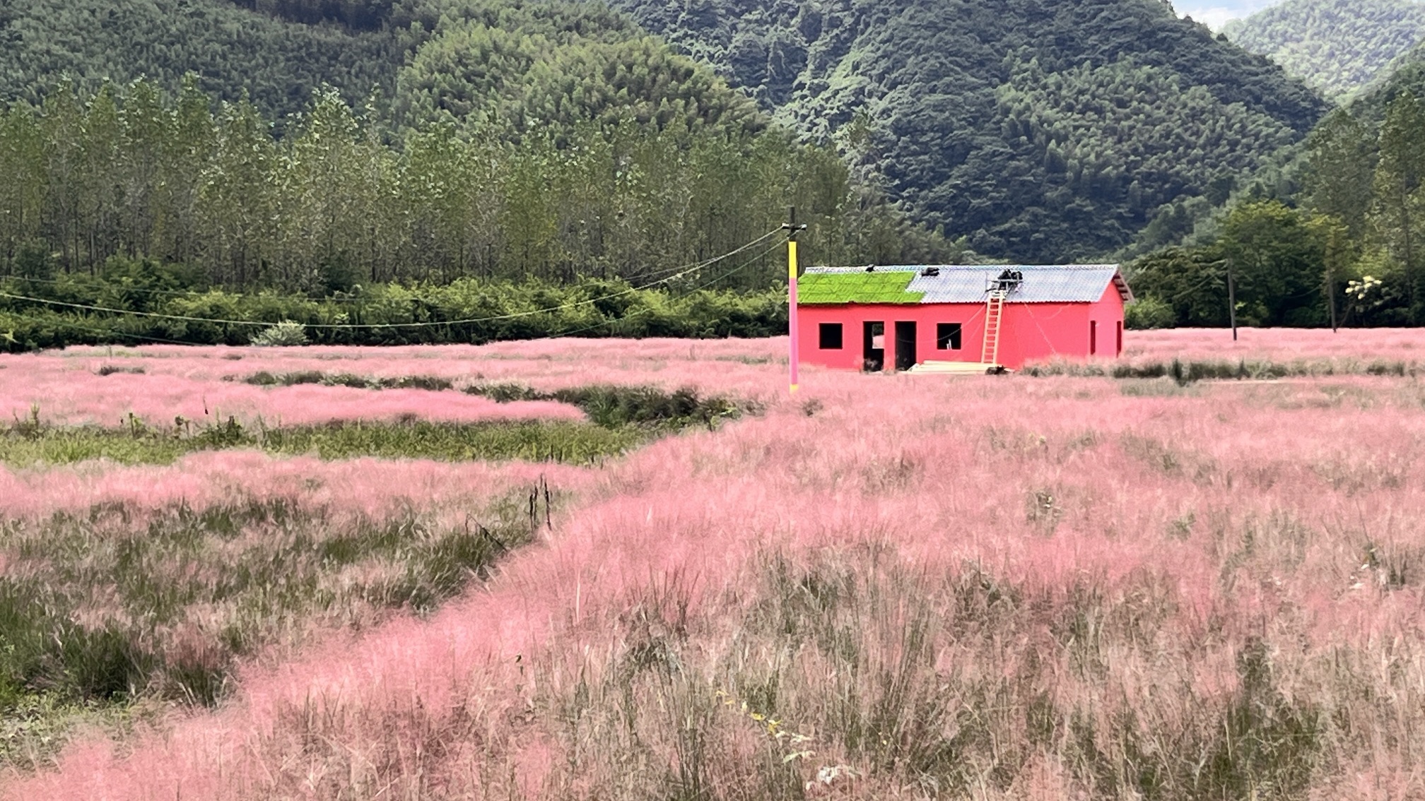皖南川藏线粉黛花海景区旅行图片 2