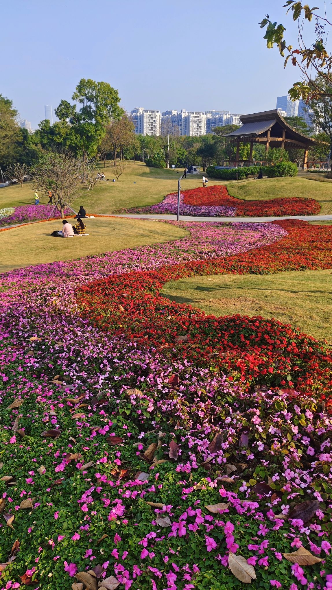 紫荆园广场旅行图片 1