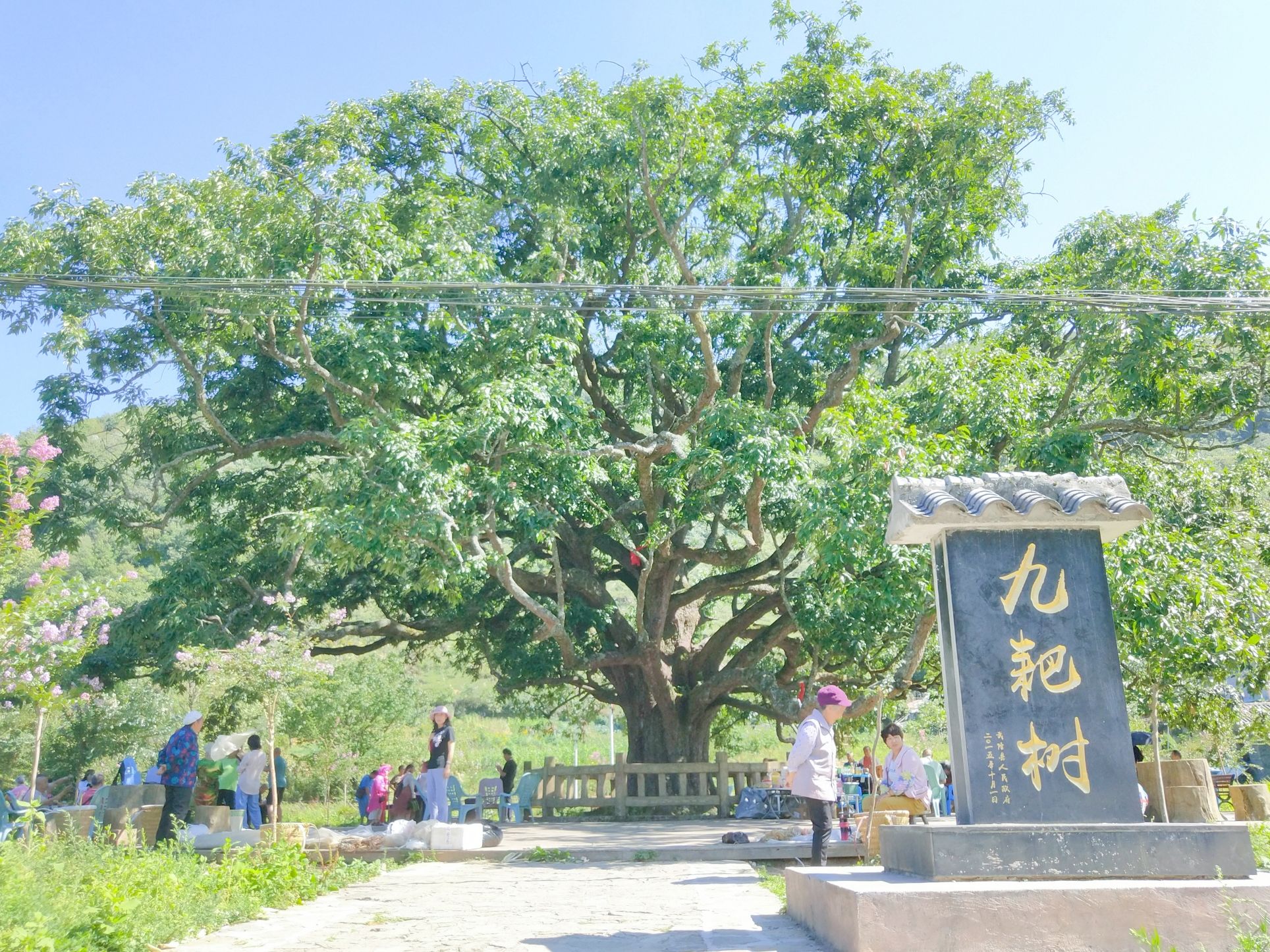 九耙树景点旅行图片 1