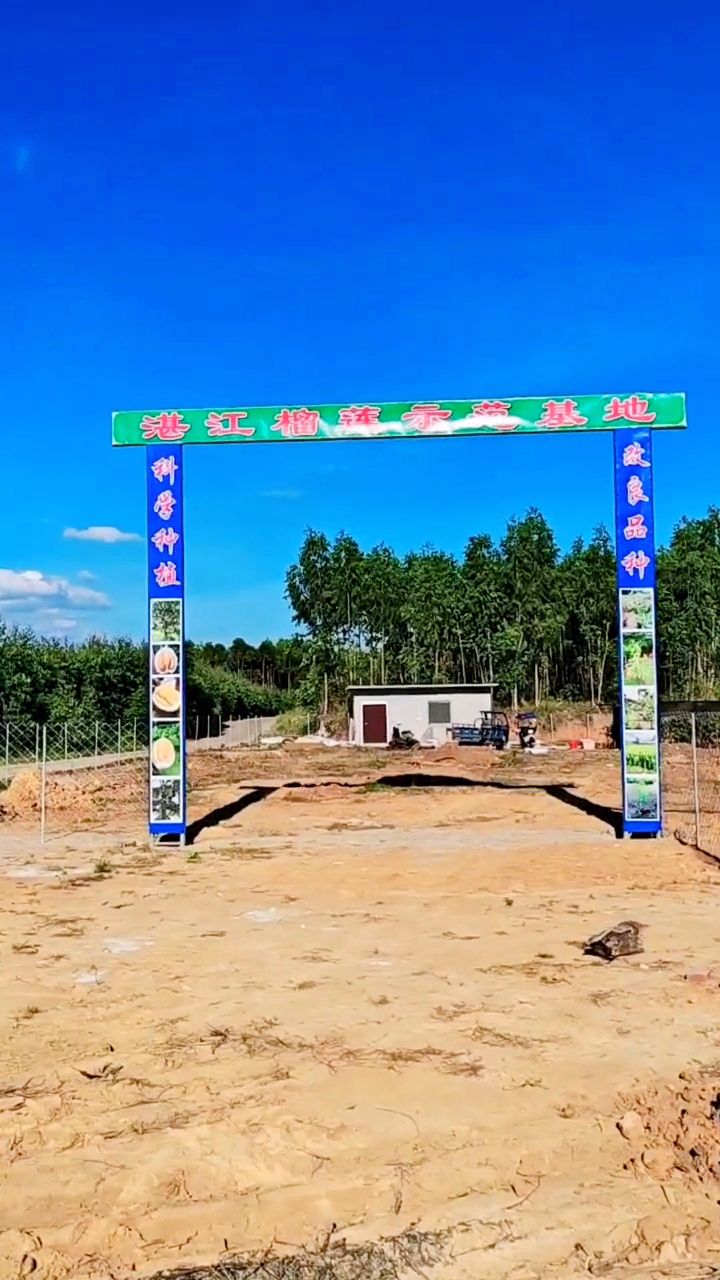 湛江榴莲示范基地