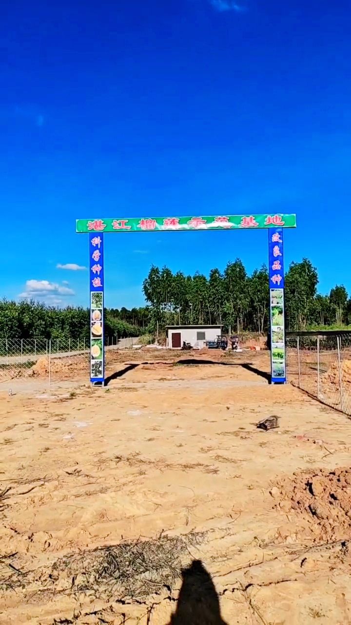 湛江榴莲示范基地