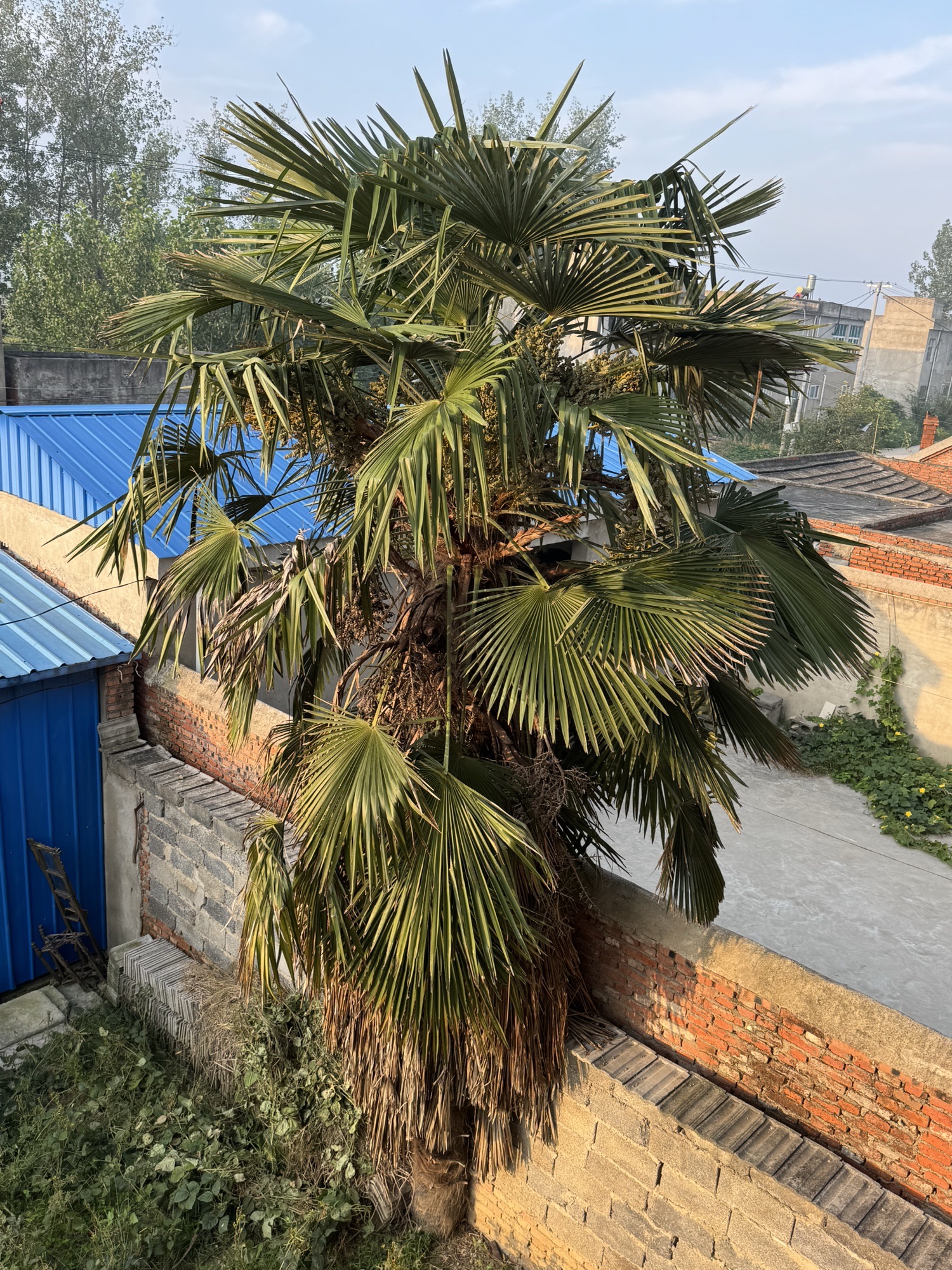 许愿树旅行图片 3