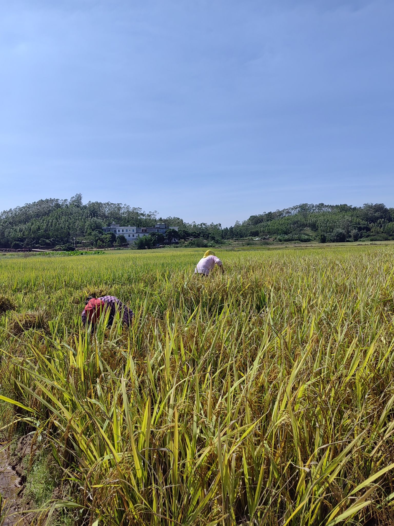 古修村水美江风景区旅行图片 1