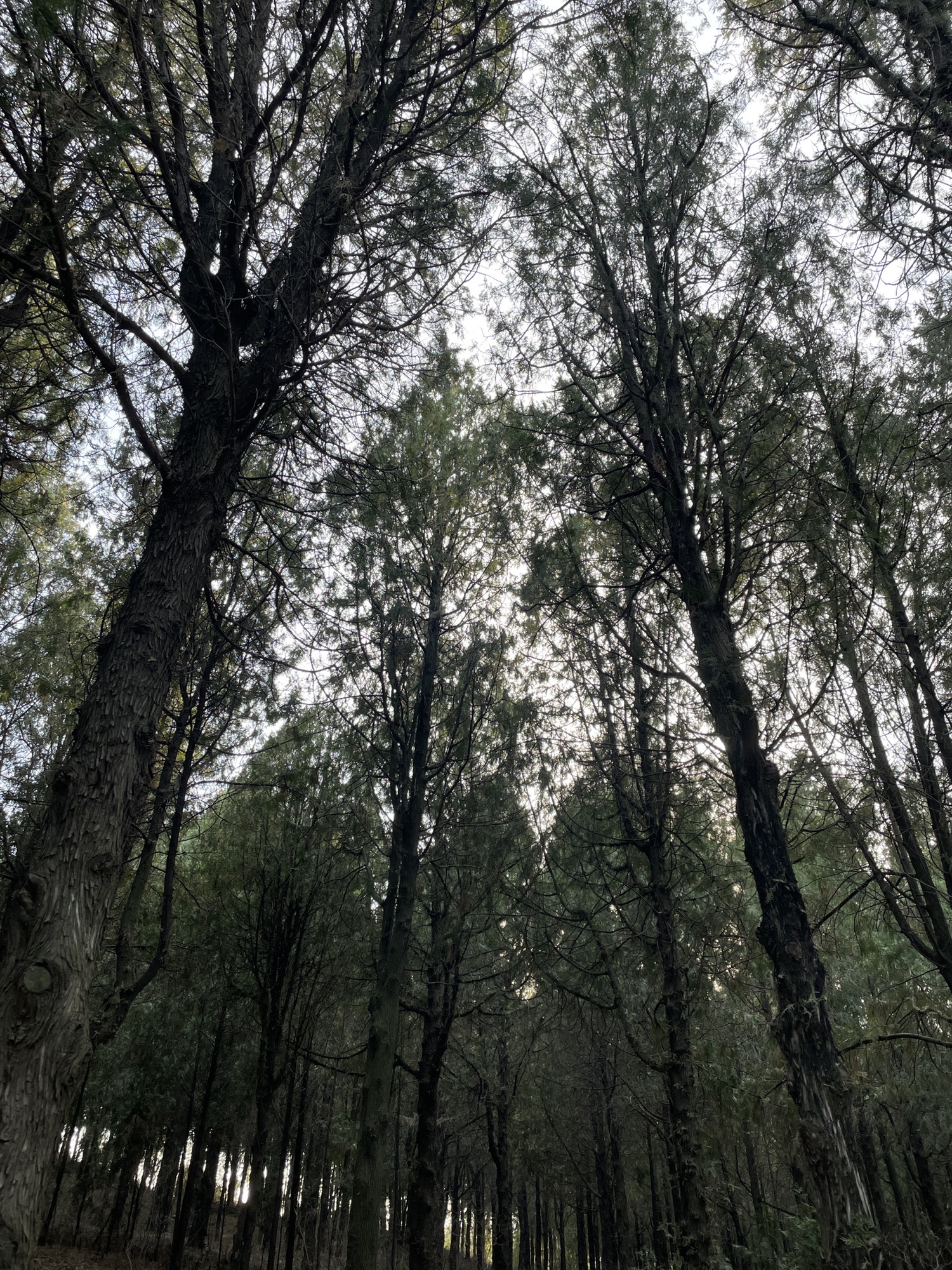 首阳山森林公园旅行图片 2