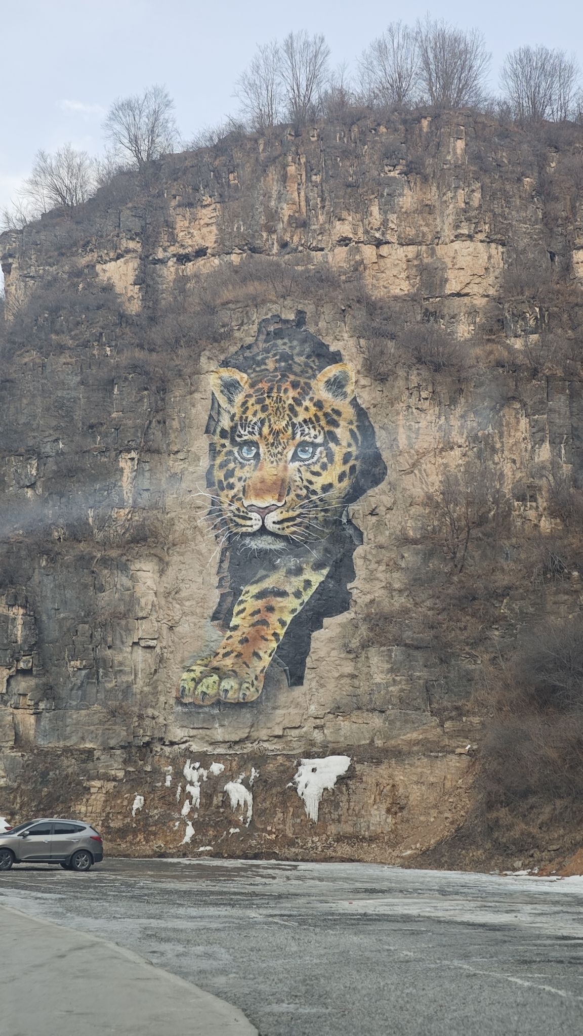 网红豹旅行图片 1