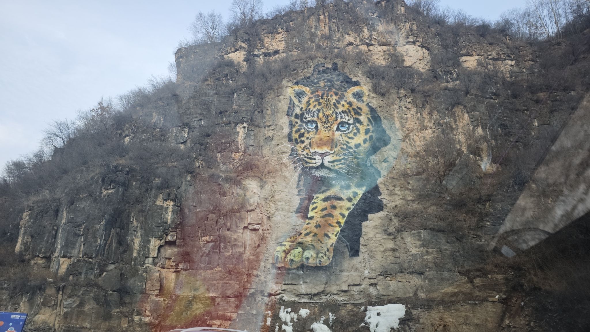 网红豹旅行图片 2