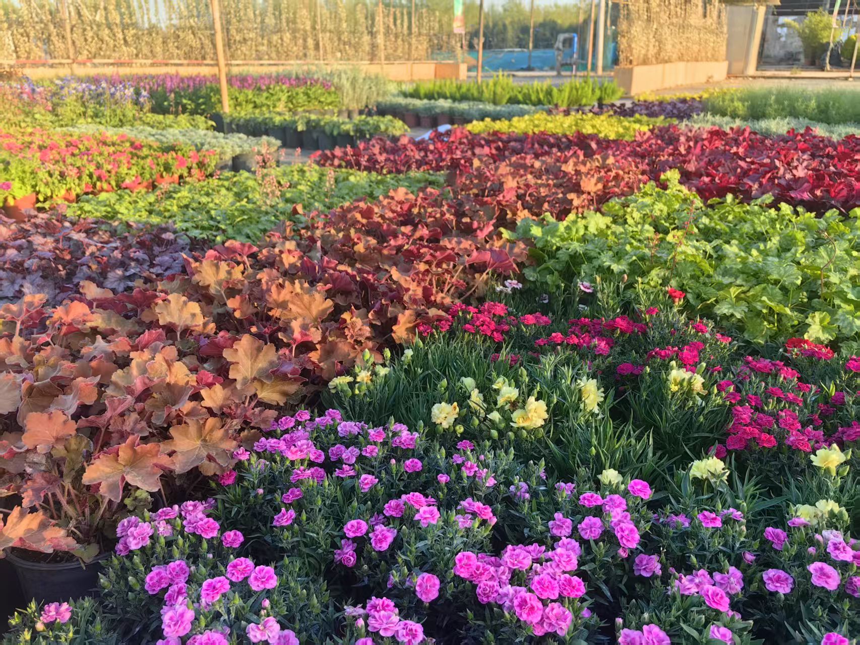 北京花卉交易中心南区