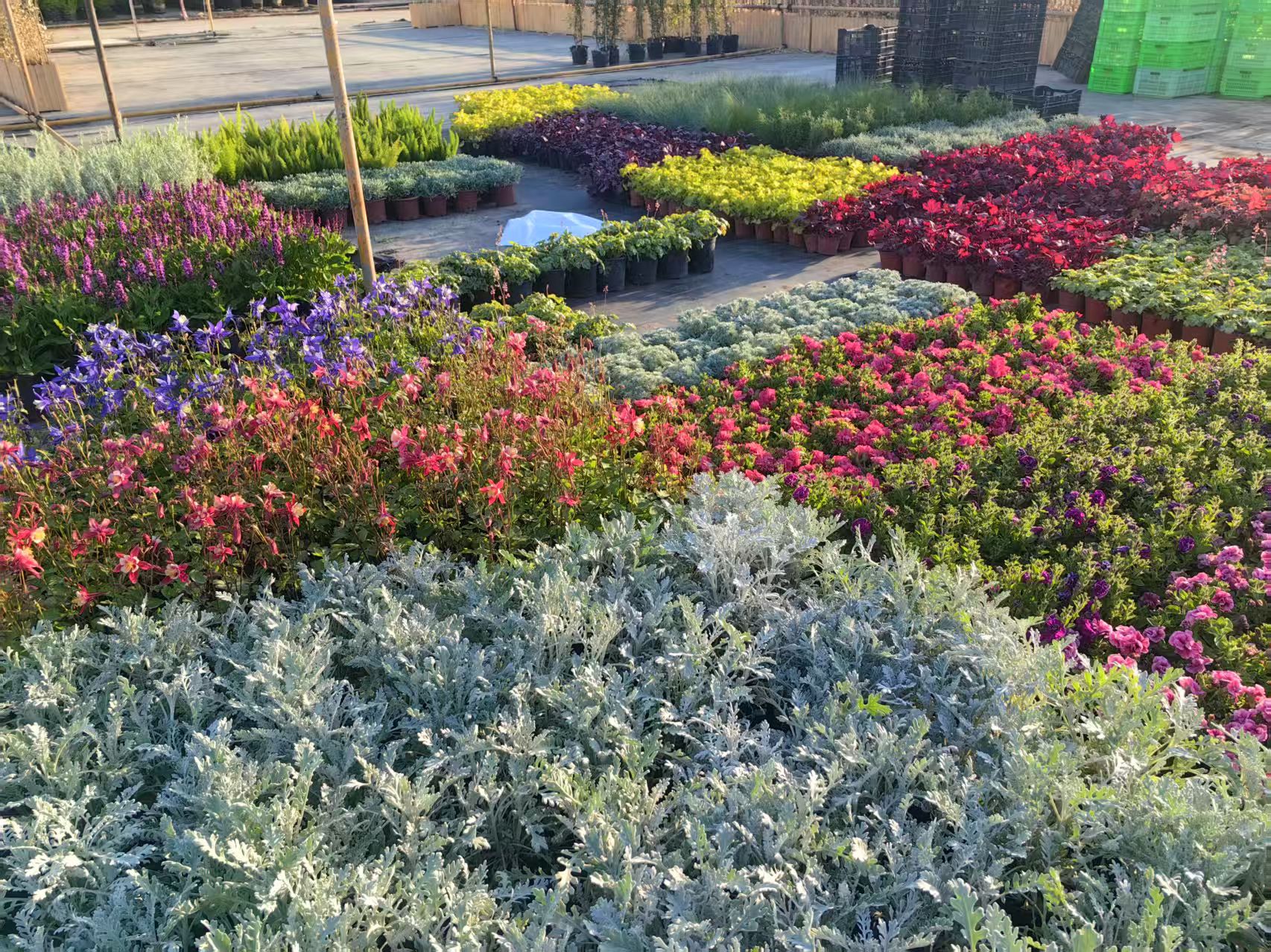 北京花卉交易中心南区