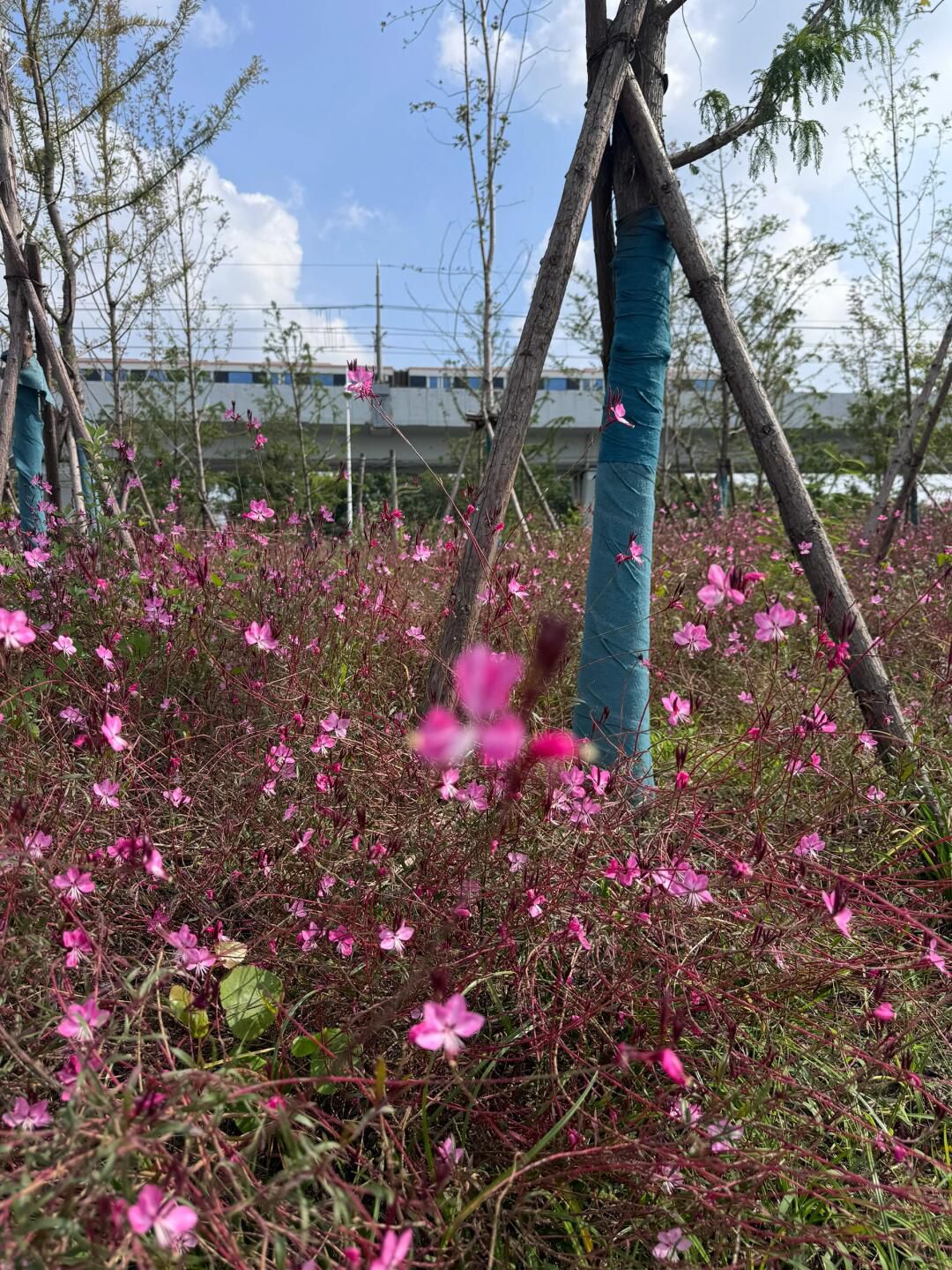 美兰西湖公园旅行图片 2