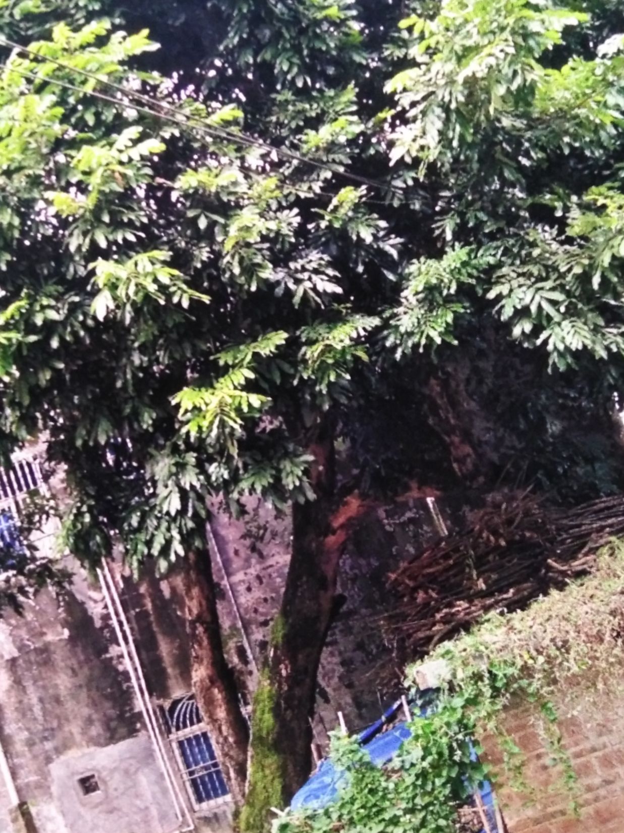棉洋镇绿水村九安寨百年龙眼旅行图片 3