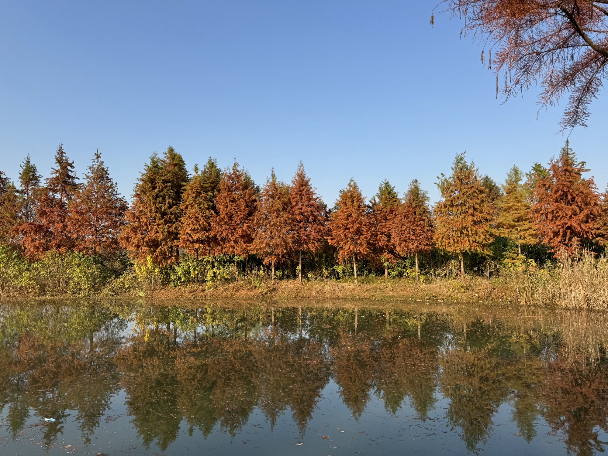 长湖樱花谷湿地公园景点图片