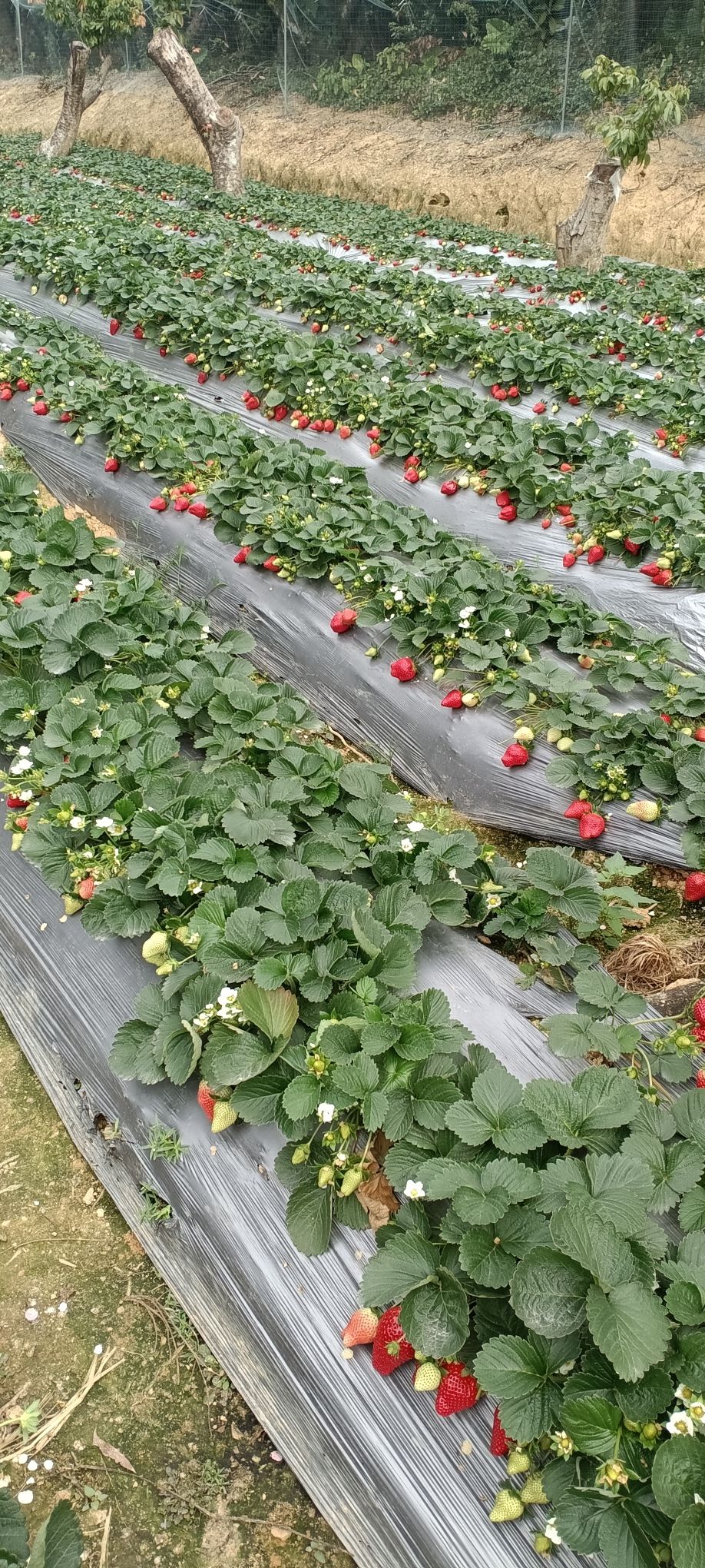 8号团建·露营·烧烤·轰趴·草莓园