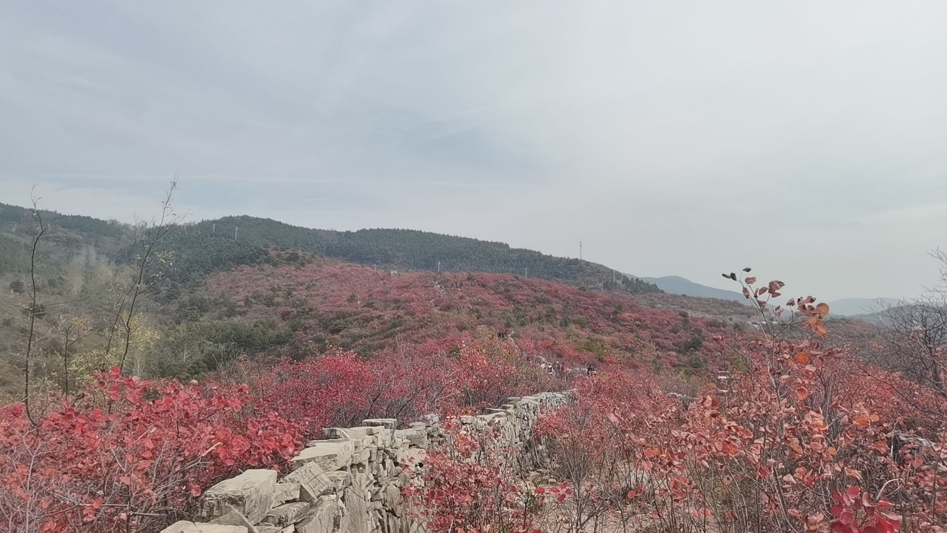 大底小长城红叶旅行图片 1