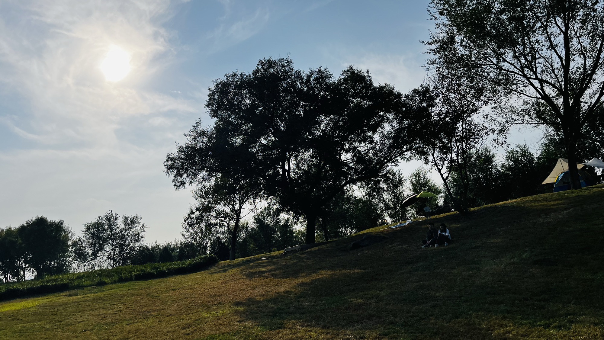 驴山大树旅行图片 2